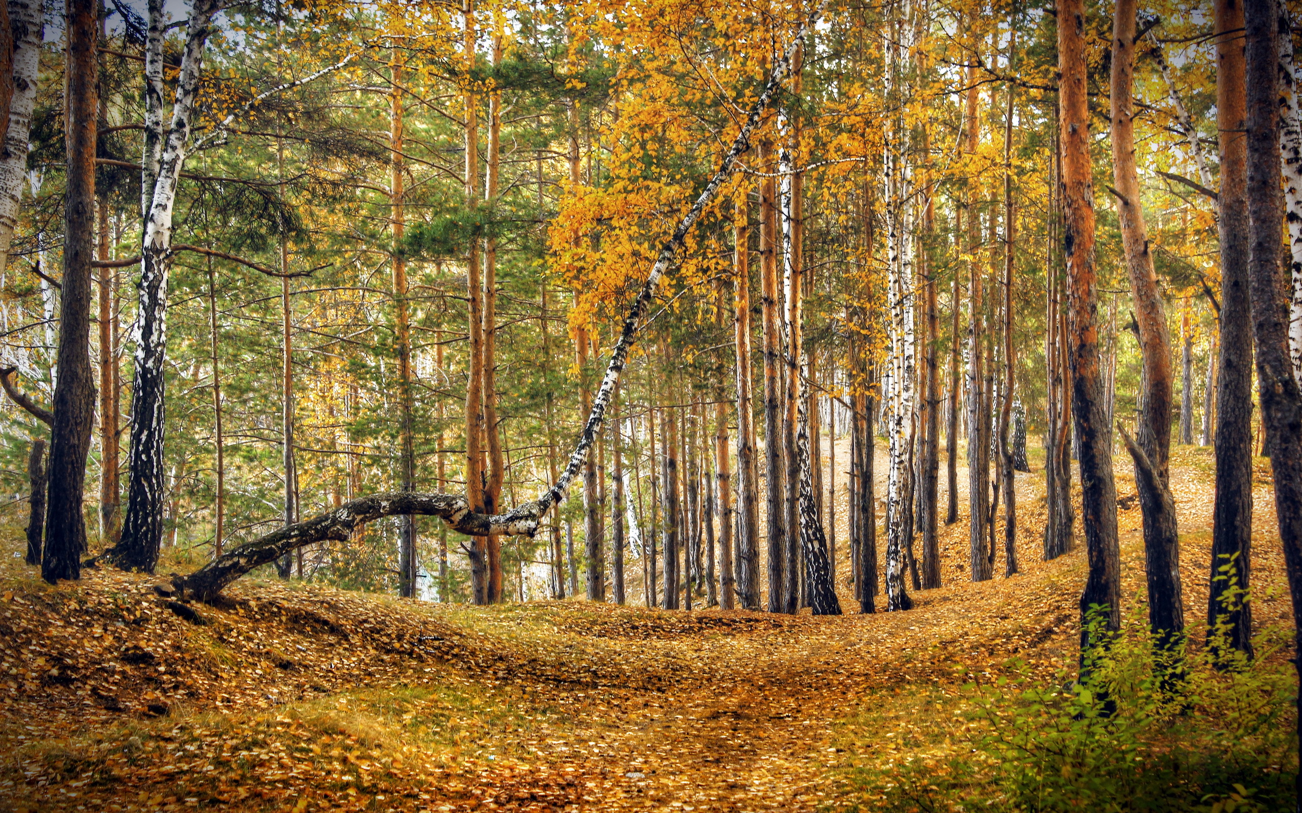 Фото бесплатно пейзаж, осень цвета, лес
