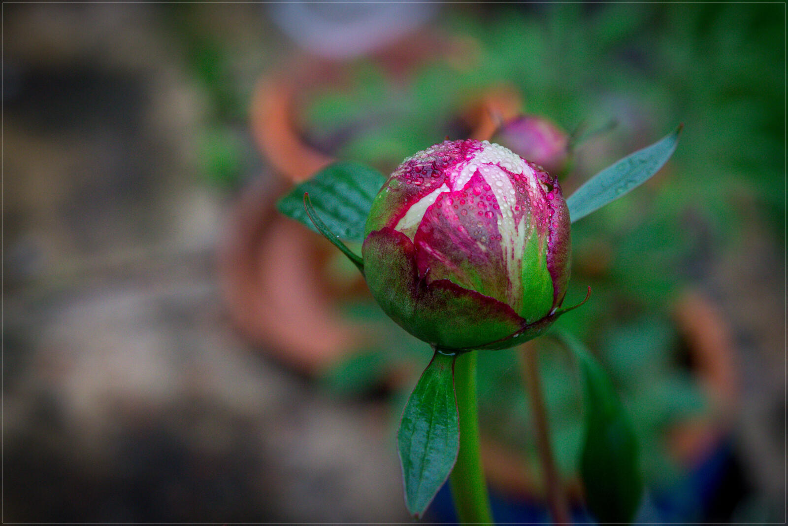 Wallpapers peony flowers spring on the desktop