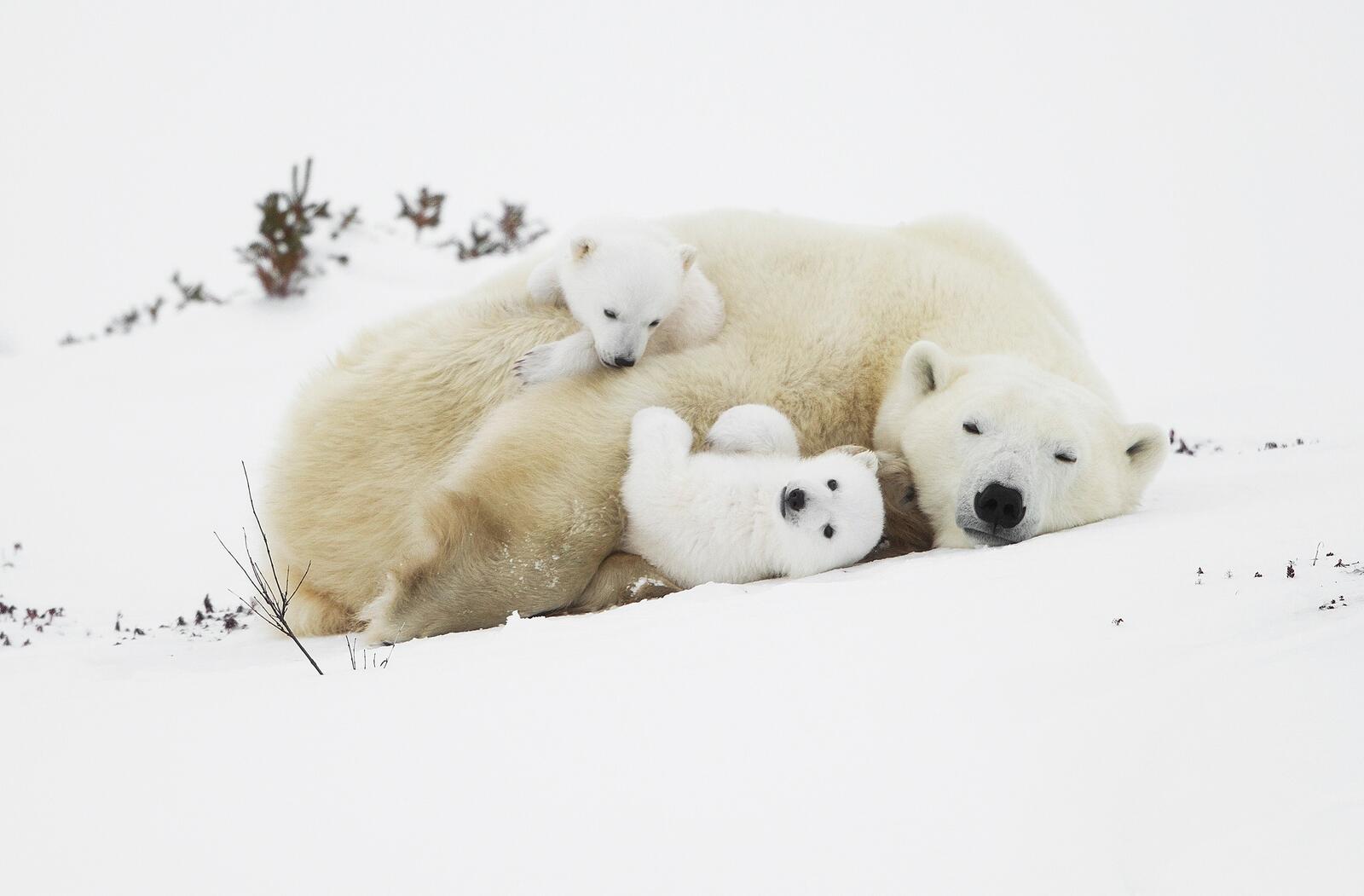 Wallpapers polar bear cub cute on the desktop