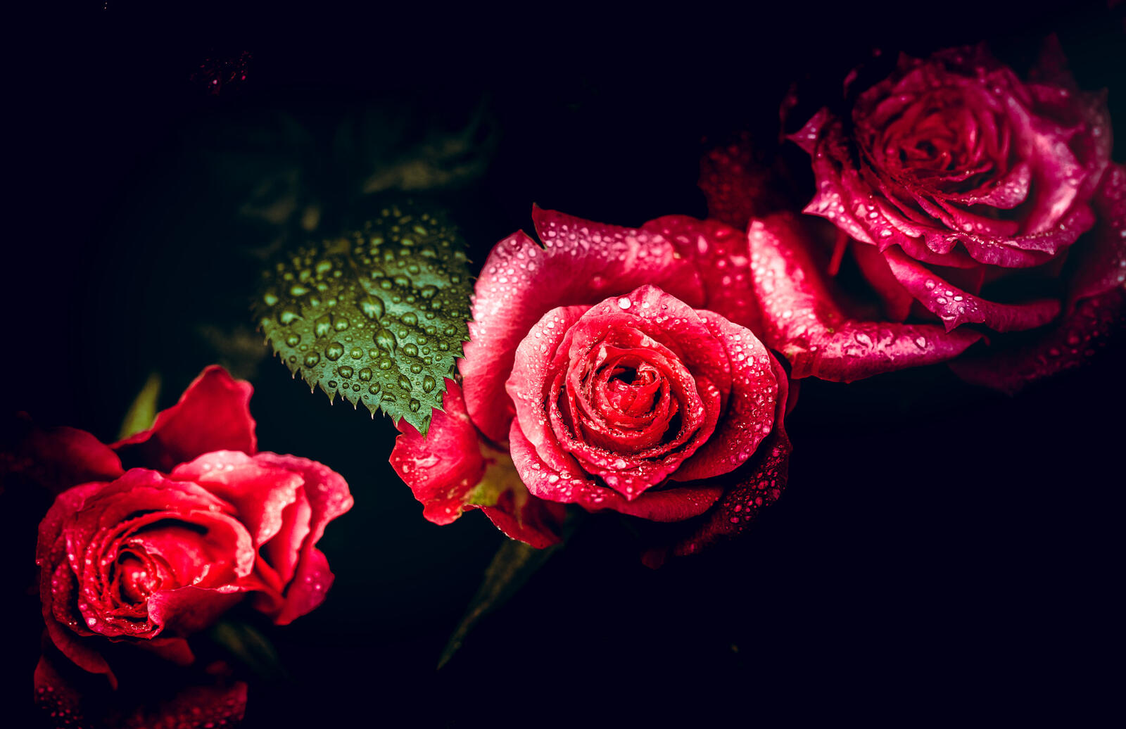 免费照片黑色背景上的三朵美丽的玫瑰花