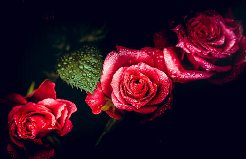 Three beautiful roses on black background