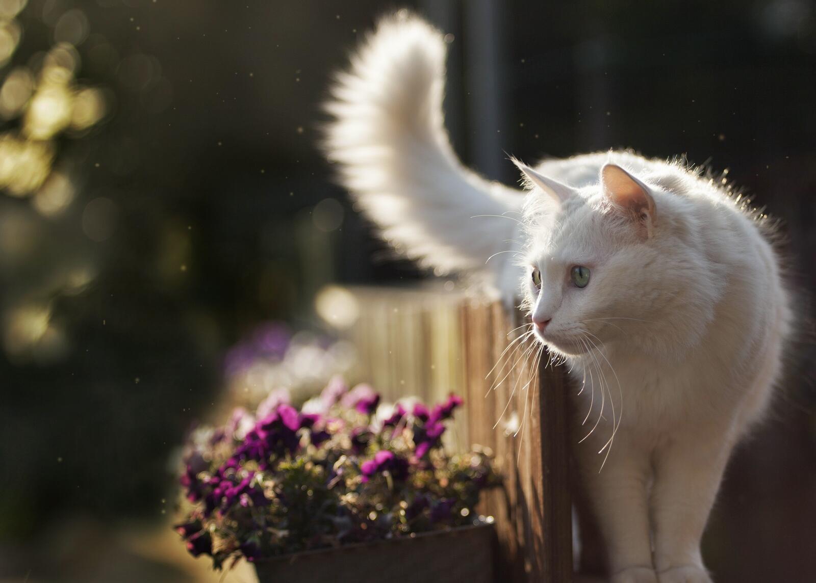 Бесплатное фото Белый кот у клумбы