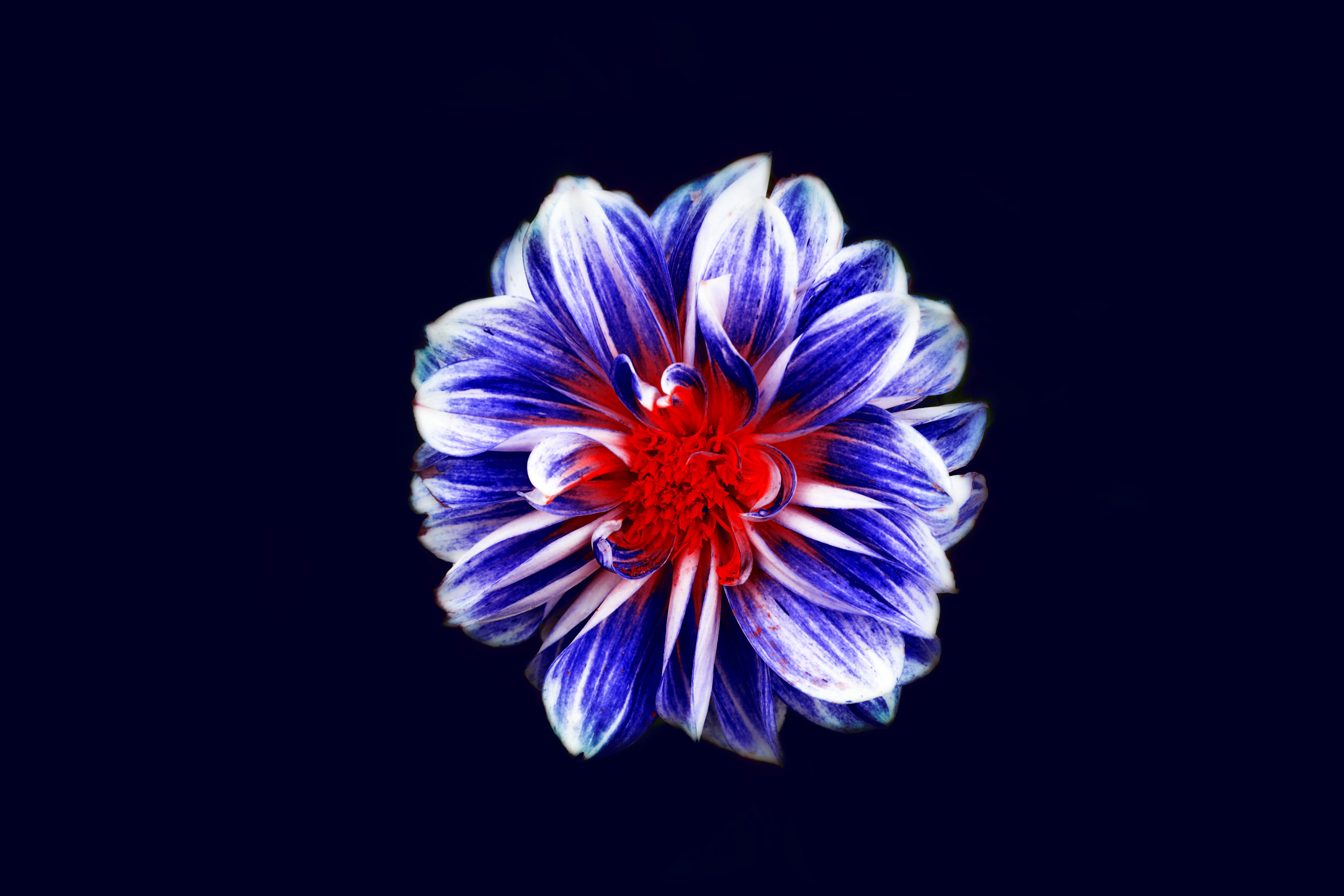 Обои красочные синий цветок цветы на рабочий стол