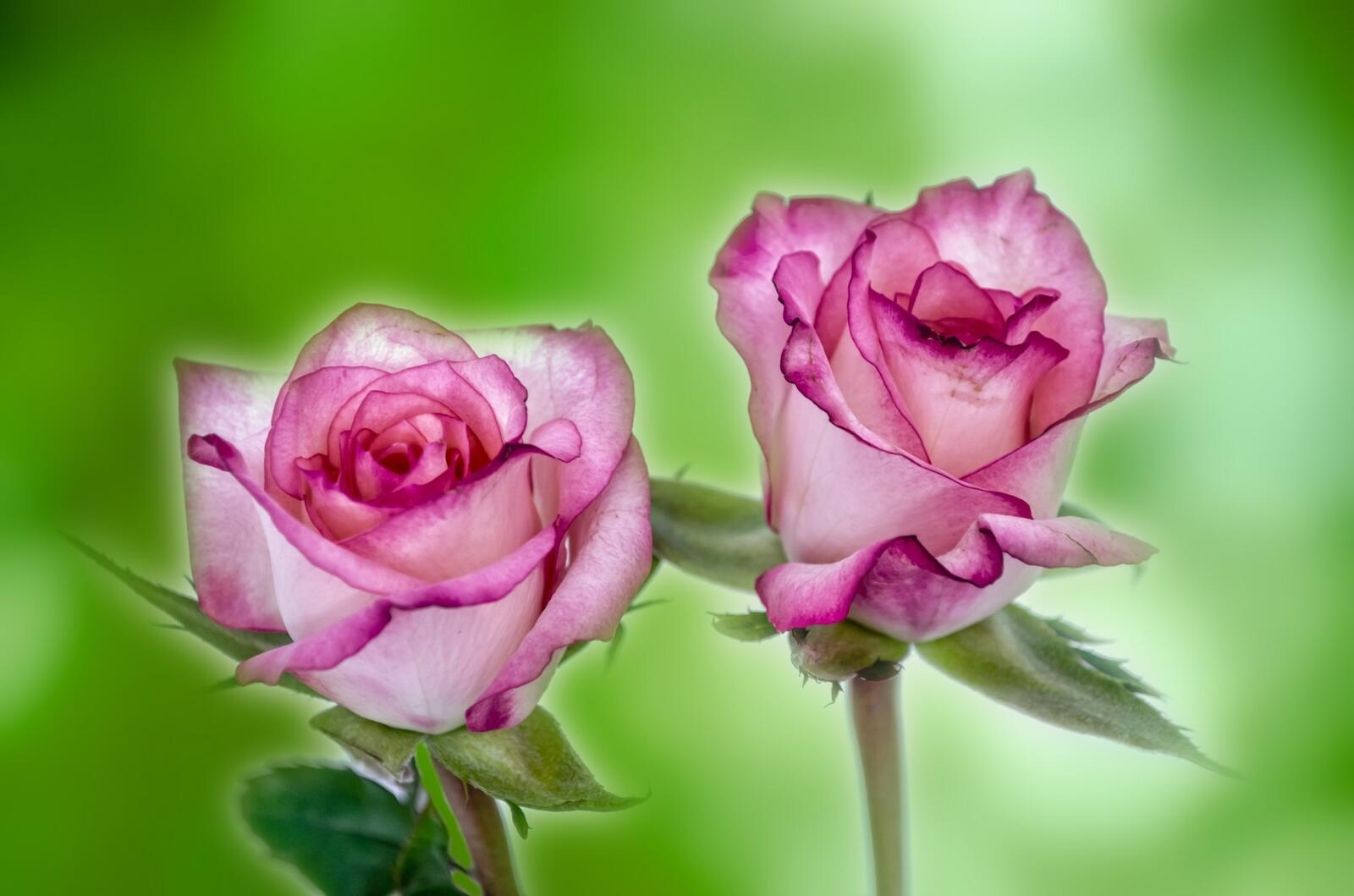 桌面上的壁纸两朵玫瑰花 粉红玫瑰 粉色花瓣