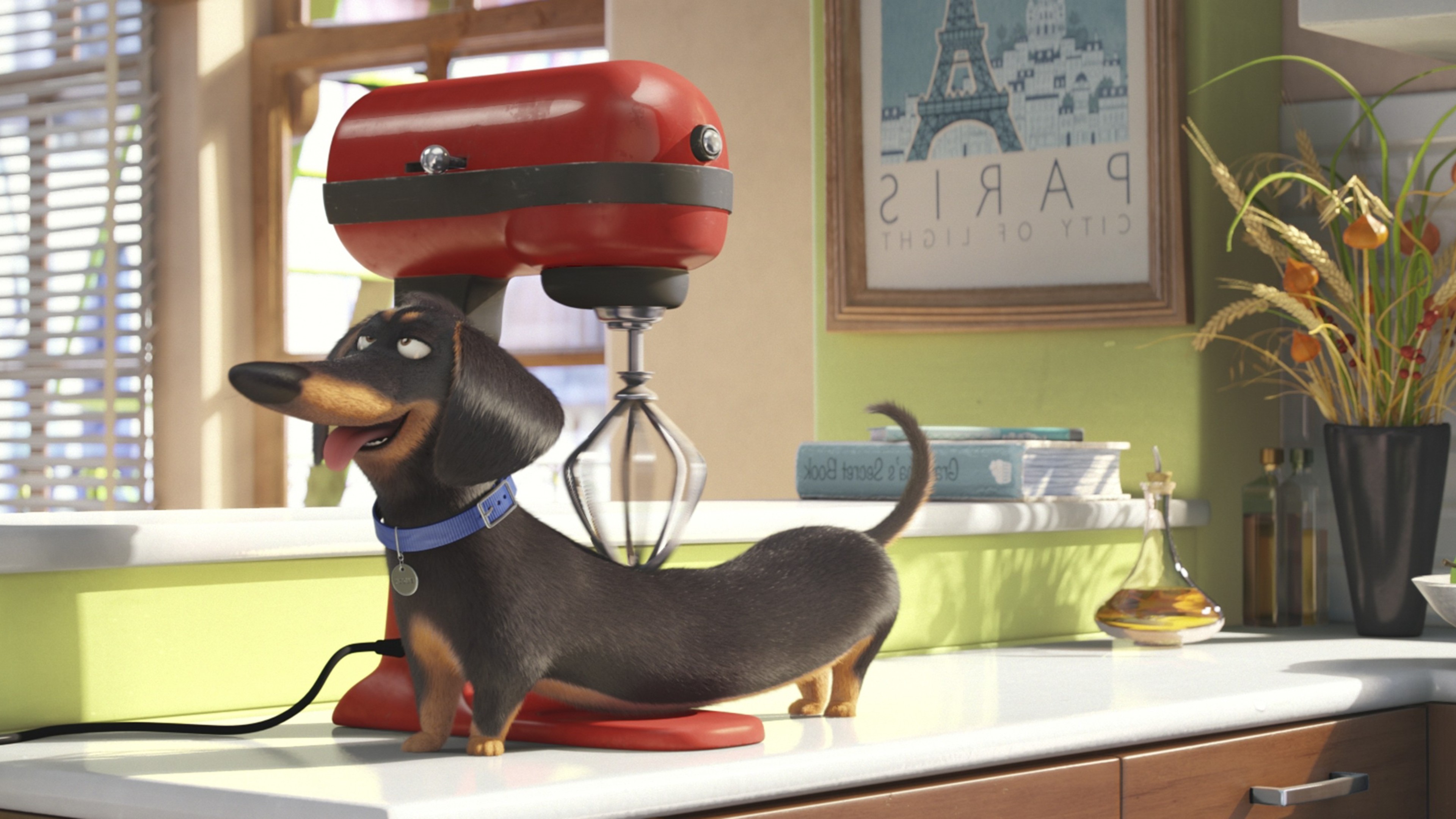 Обои мультфильмы Тайная жизнь домашних животных анимационные фильмы на рабочий стол