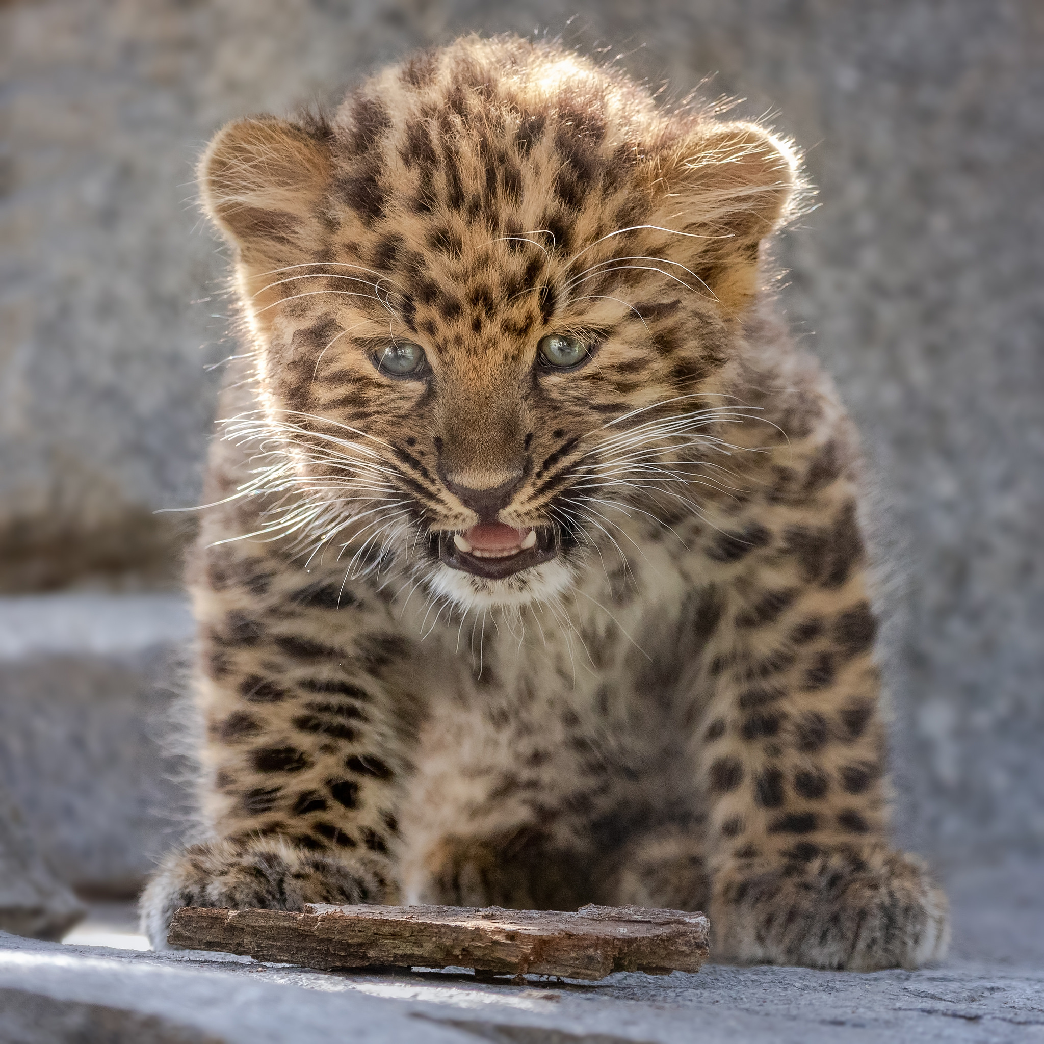 Бесплатное фото Ребенок леопарда