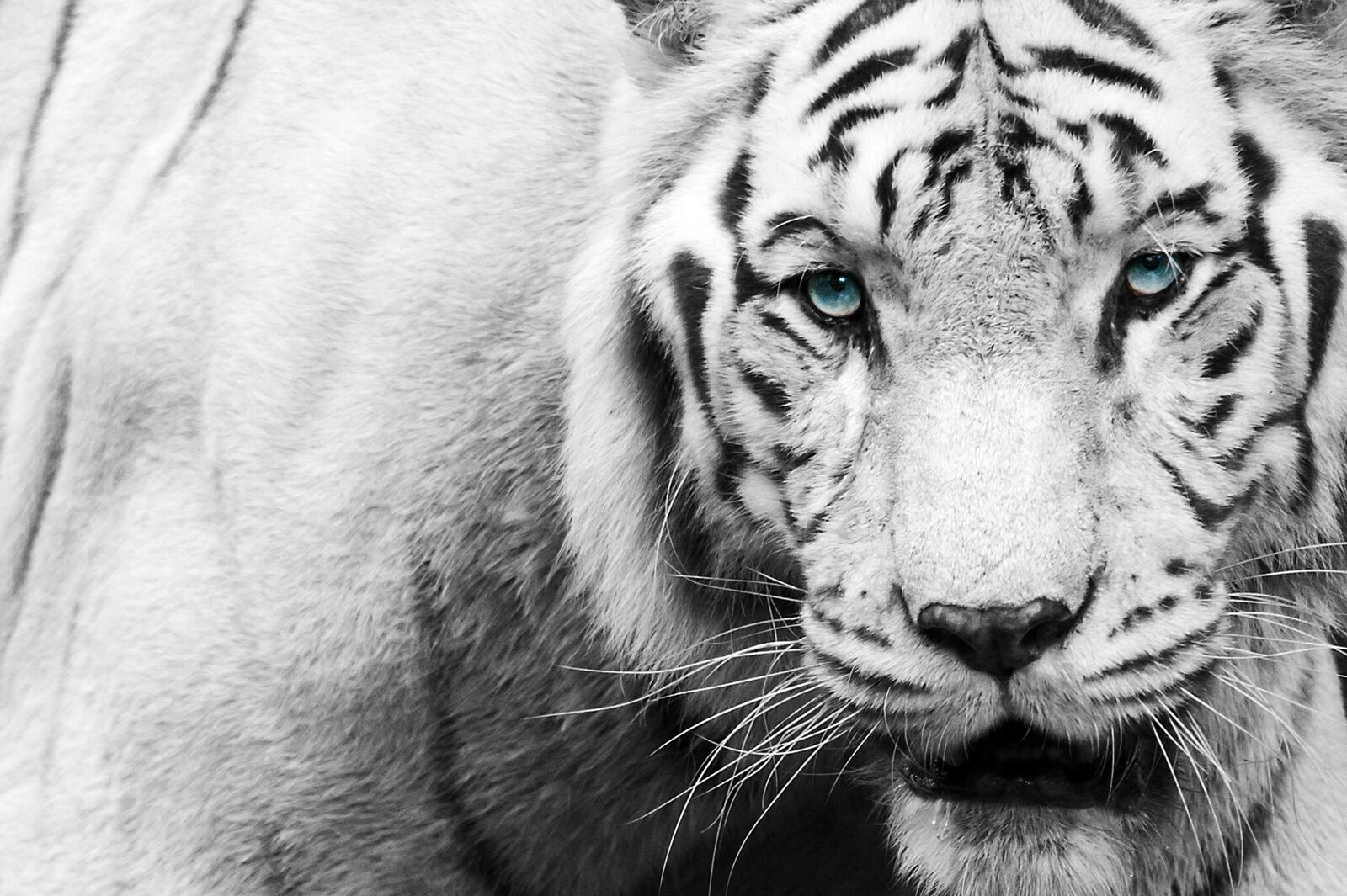 Обои черно-белый тигр большая кошка на рабочий стол
