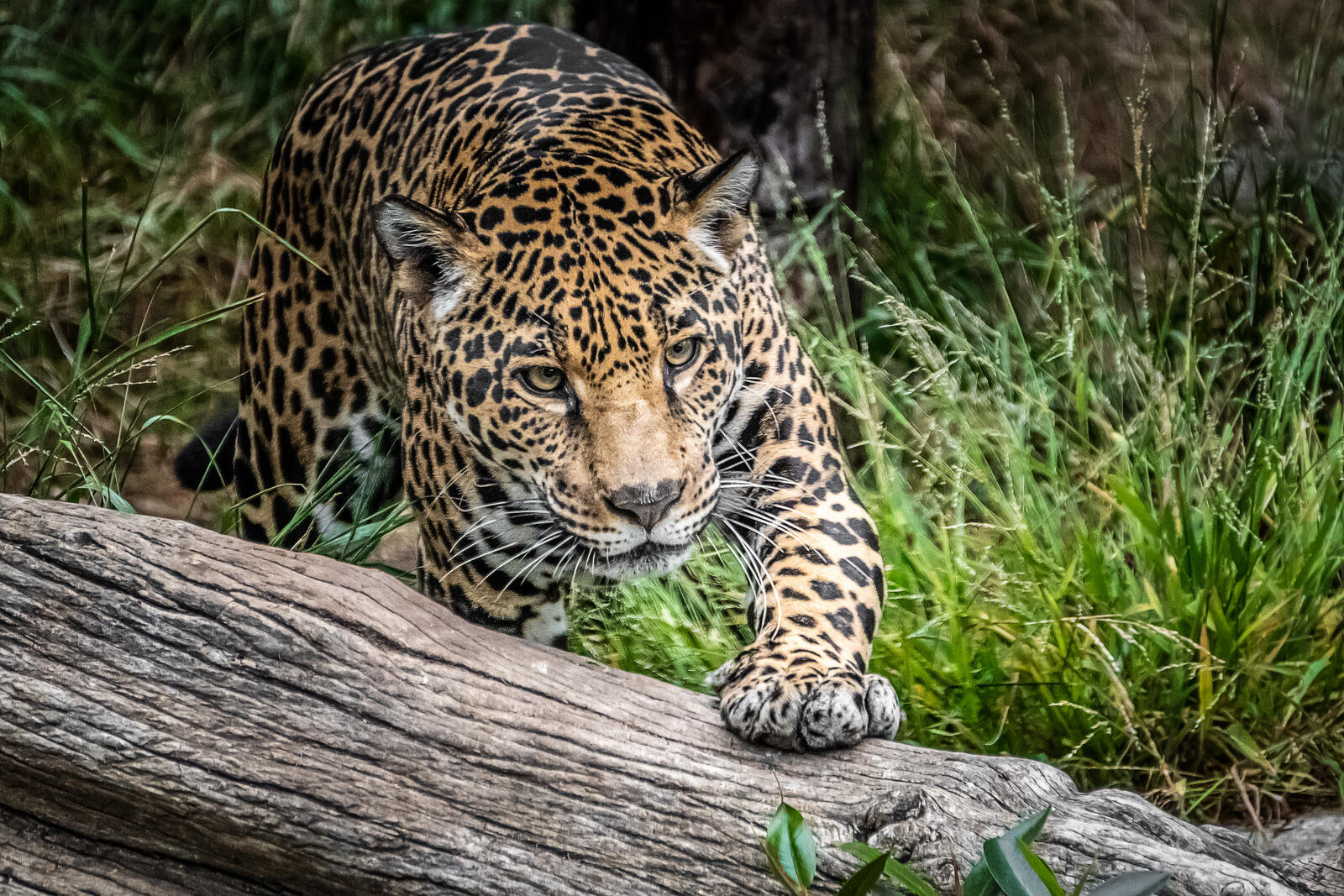 Обои Jaguar Panthera onca ягуар хищник на рабочий стол