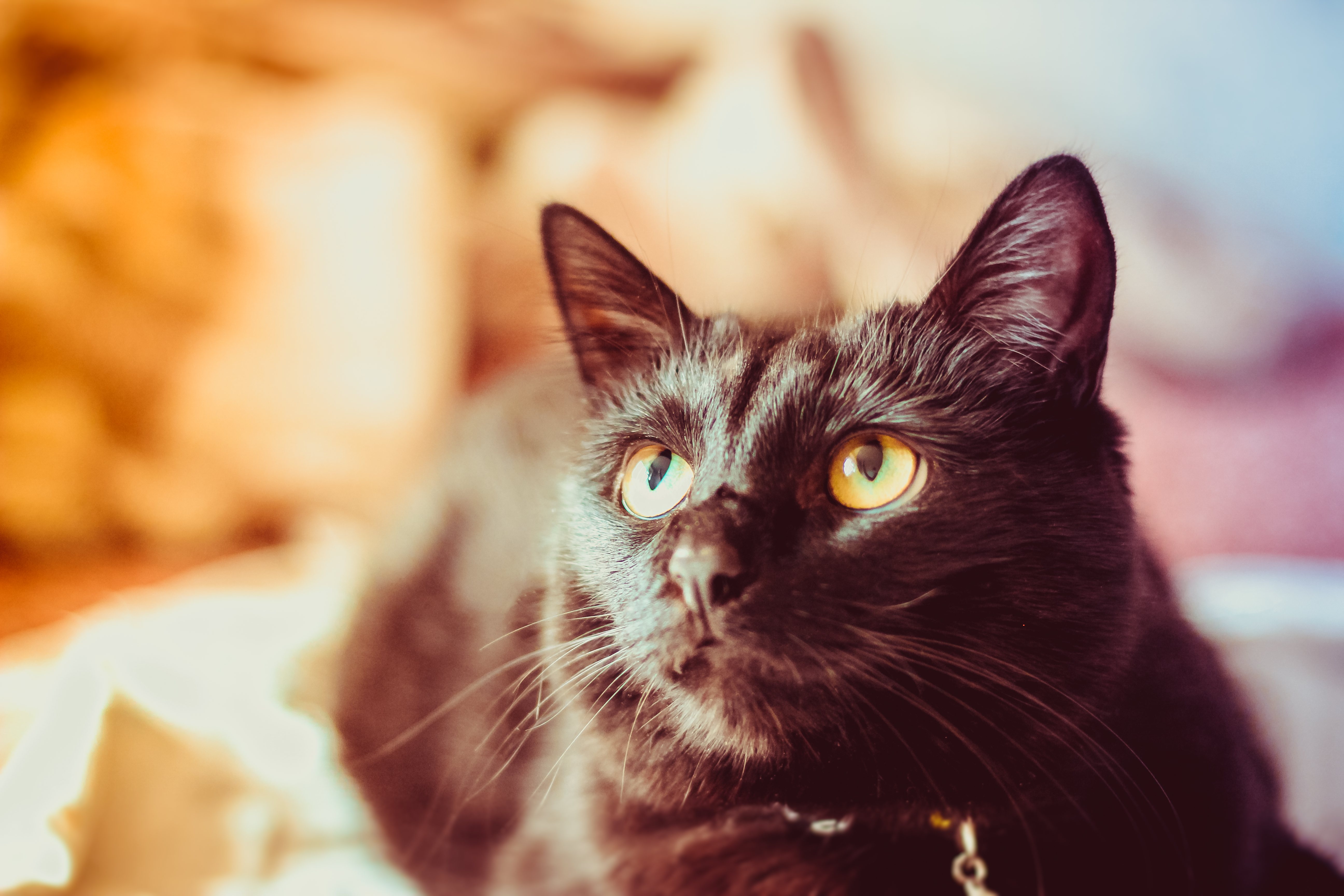 Фото бесплатно кот, котенок, черный