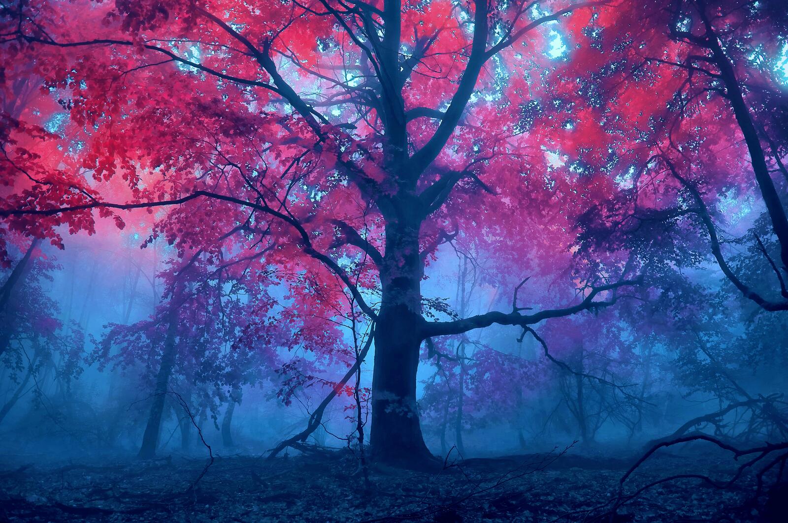 Wallpapers fog forest autumn colors on the desktop