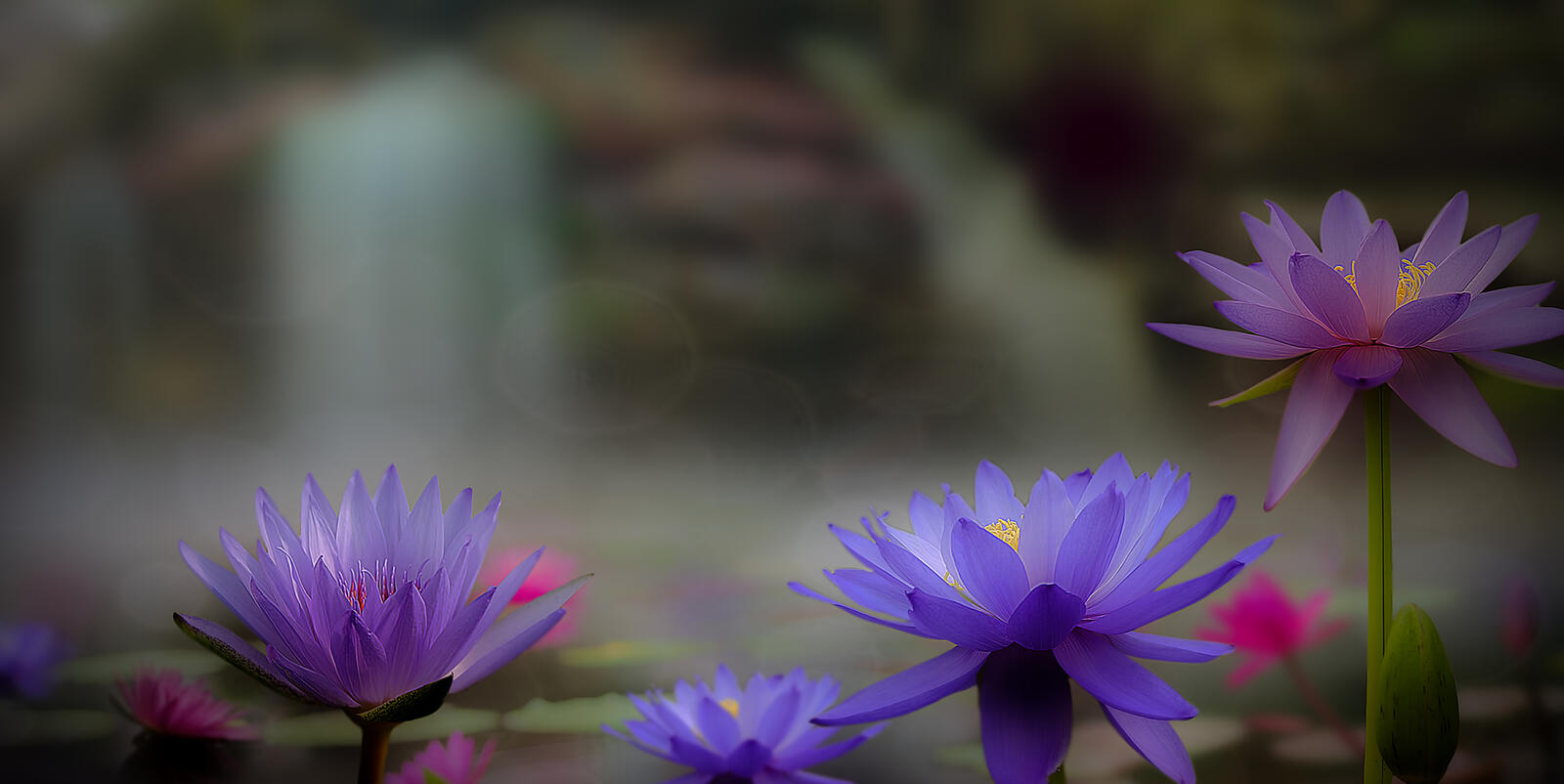 Бесплатное фото Цветение лотосов