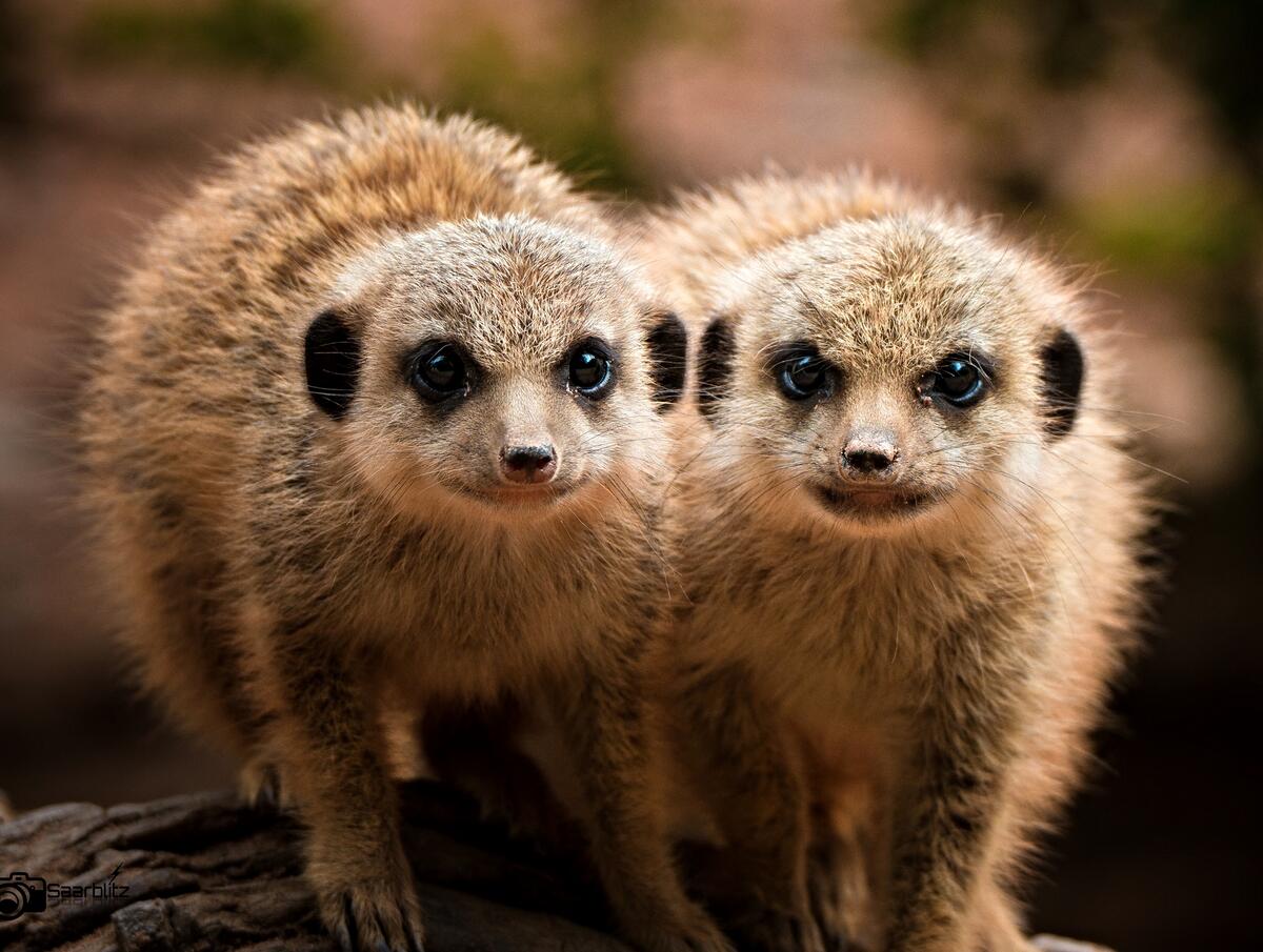 Two meerkat looking at the camera lens