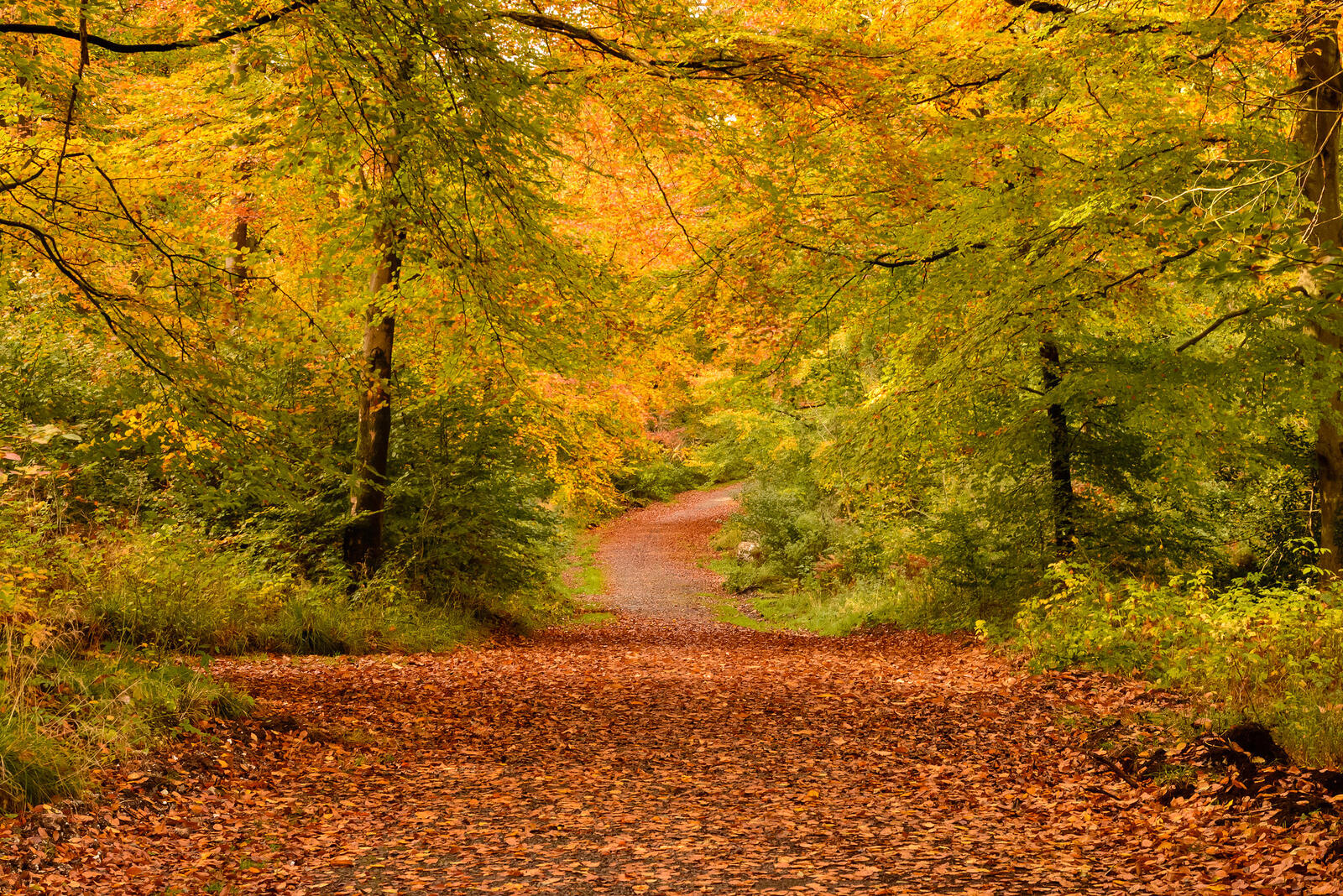 Wallpapers paints of autumn autumn leaves nature on the desktop