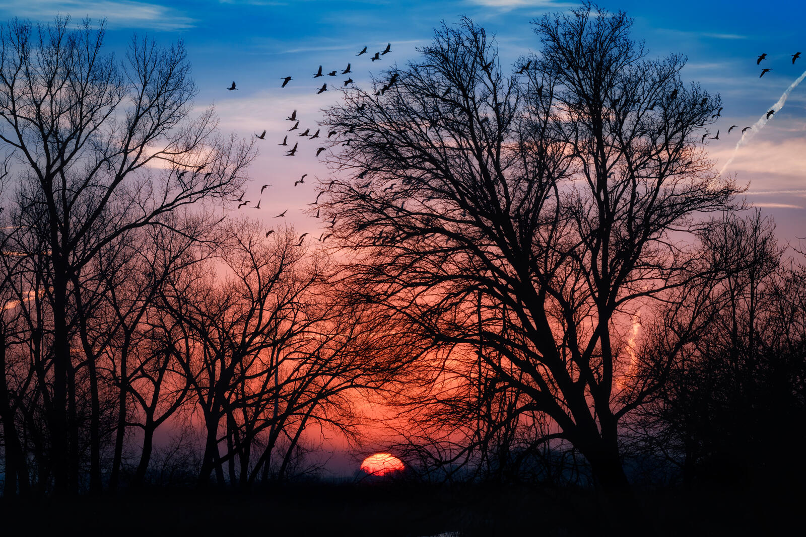 Wallpapers sky silhouettes flock of birds on the desktop
