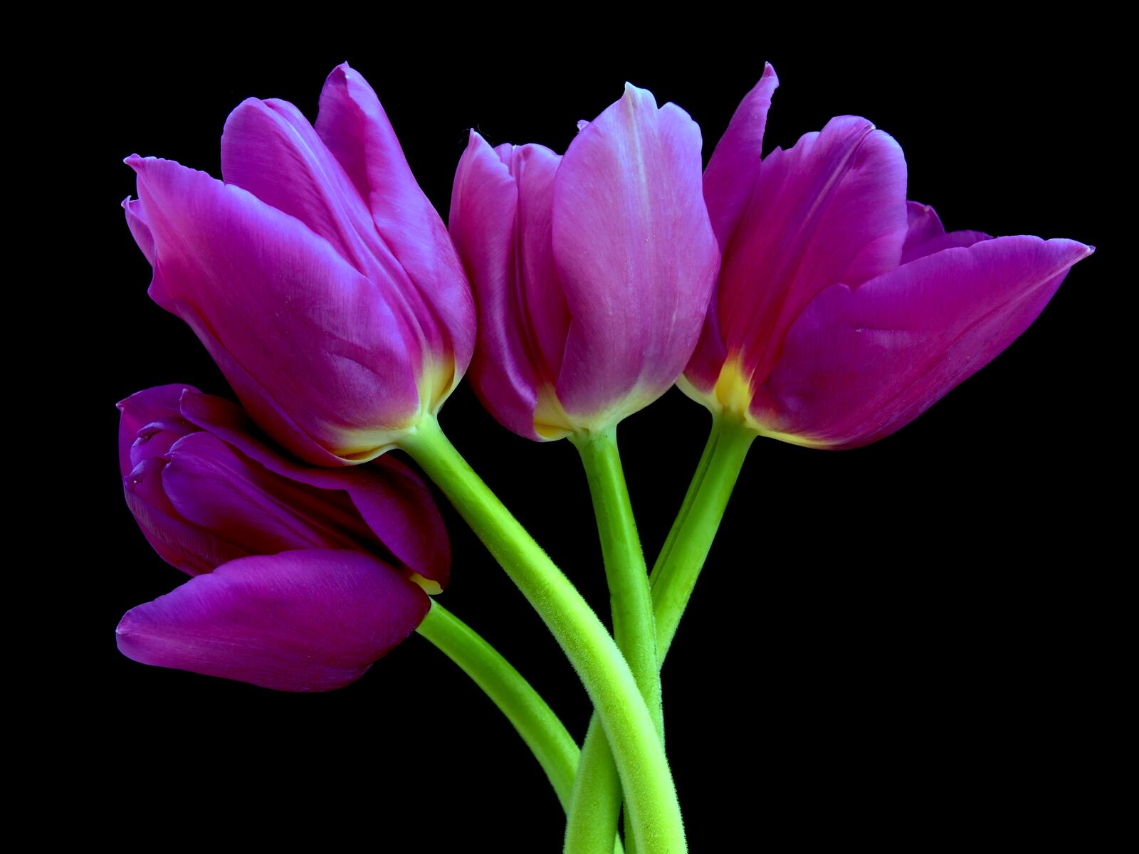 Обои тюльпан флора фиолетовые цветы на рабочий стол