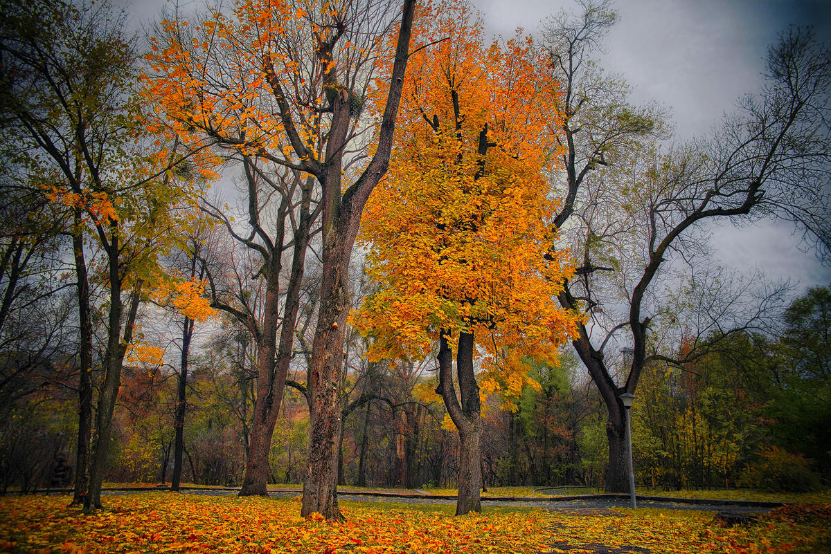 Осенний парк и дорога