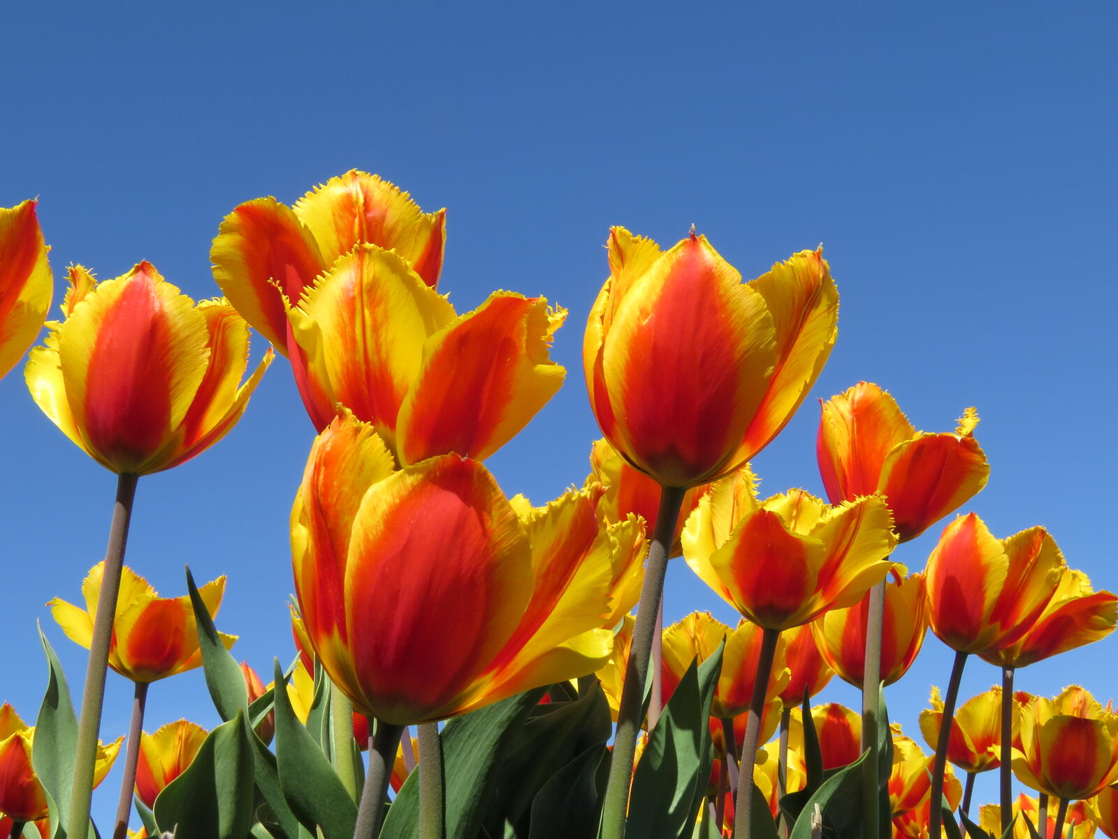 Free photo Yellow tulips and sky