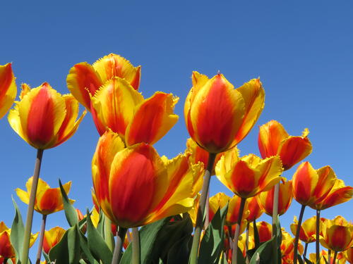 Yellow tulips and sky