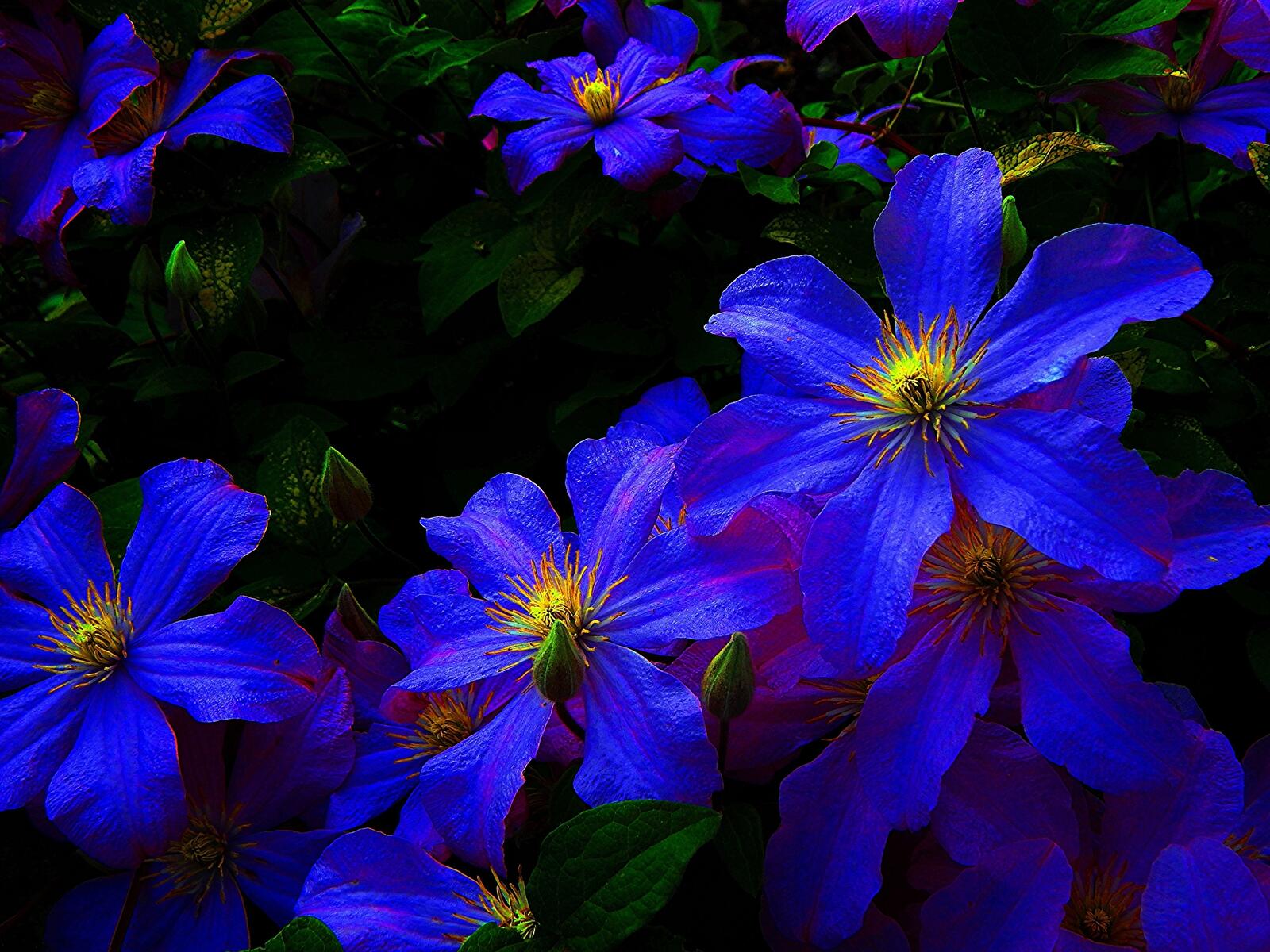 Wallpapers bright flowers blue on the desktop