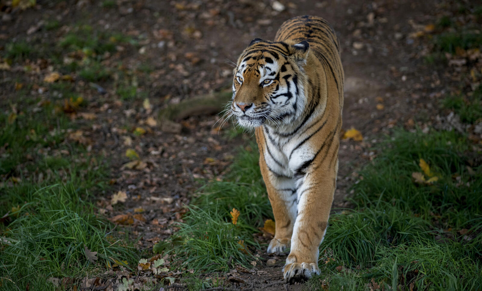 Бесплатное фото Красивые обои хищник, амурский тигр на телефон