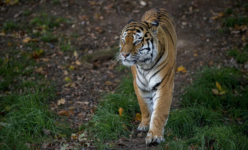 Beautiful wallpapers predator, Amur tiger on the phone