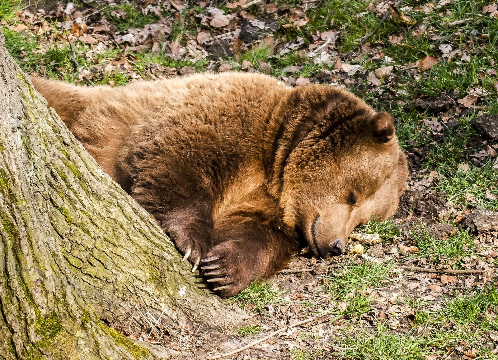 Бесплатное фото Бурый медведь