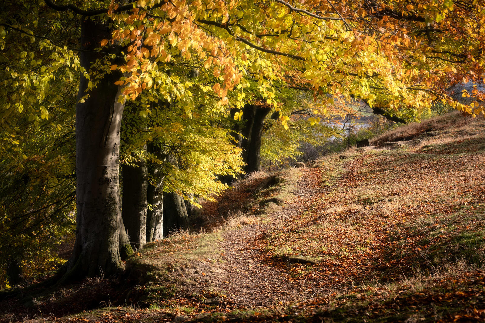 免费照片秋天的河岸上的树木