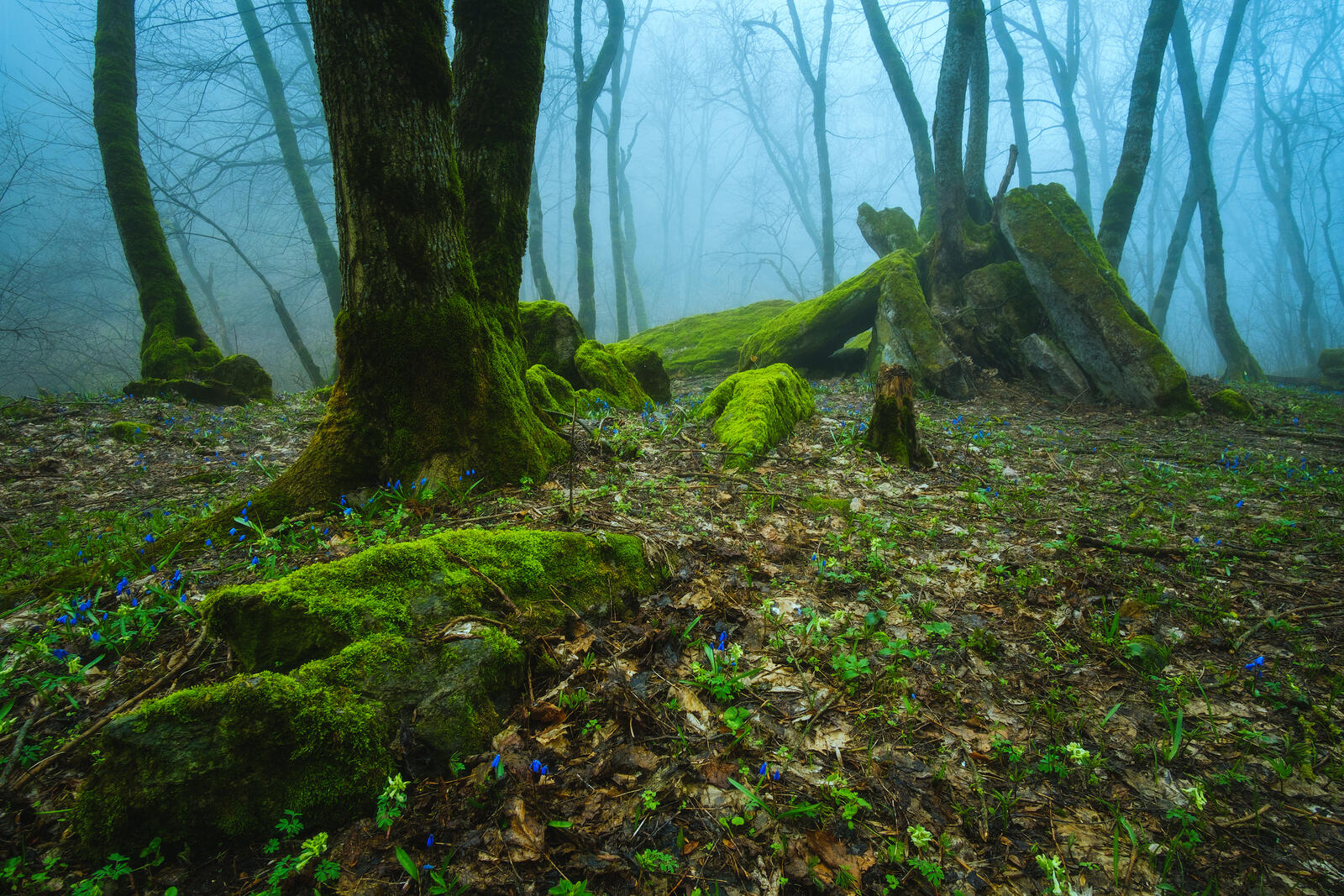 Free photo Mystical forest at the foot of Mount Iron