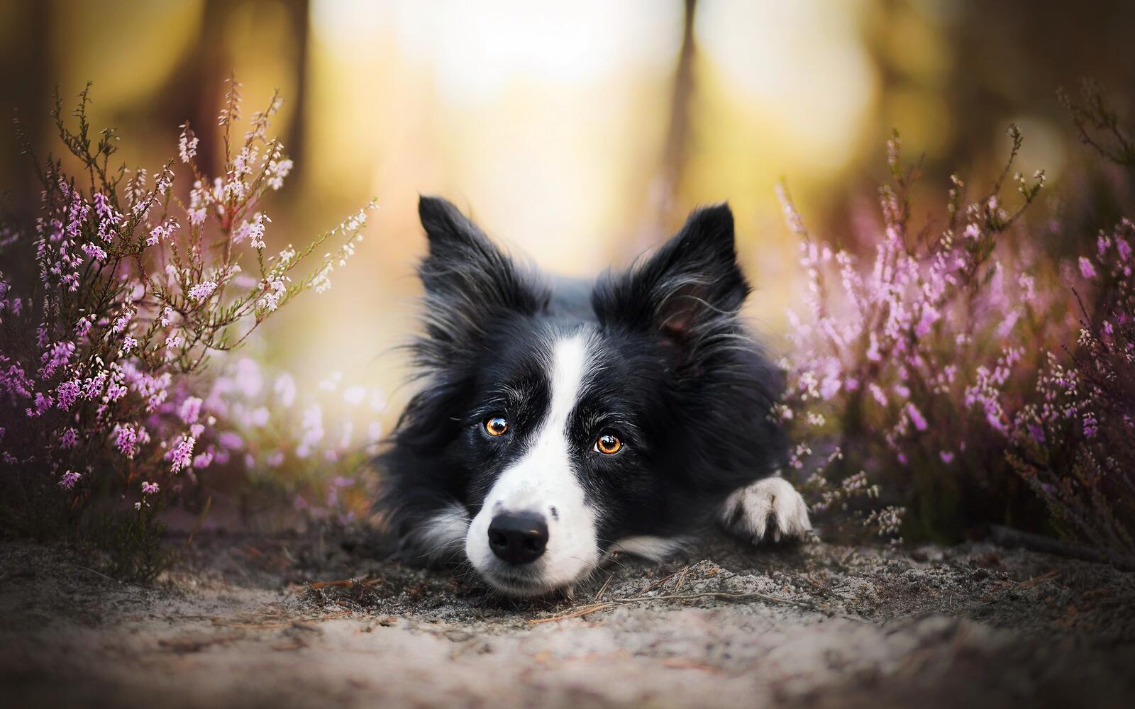 Free photo Border Collie and heather