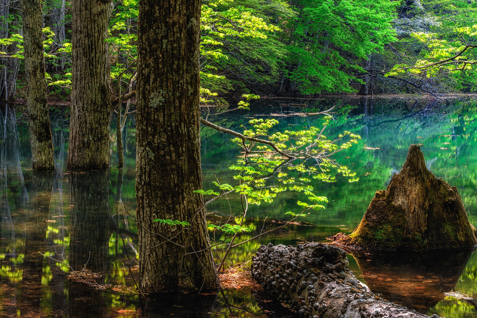Обои деревья озеро в лесу зеленая трава на рабочий стол