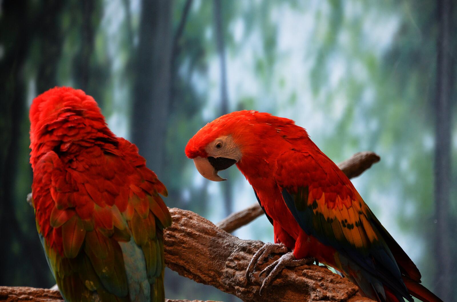 Wallpapers macaws parrots branch on the desktop