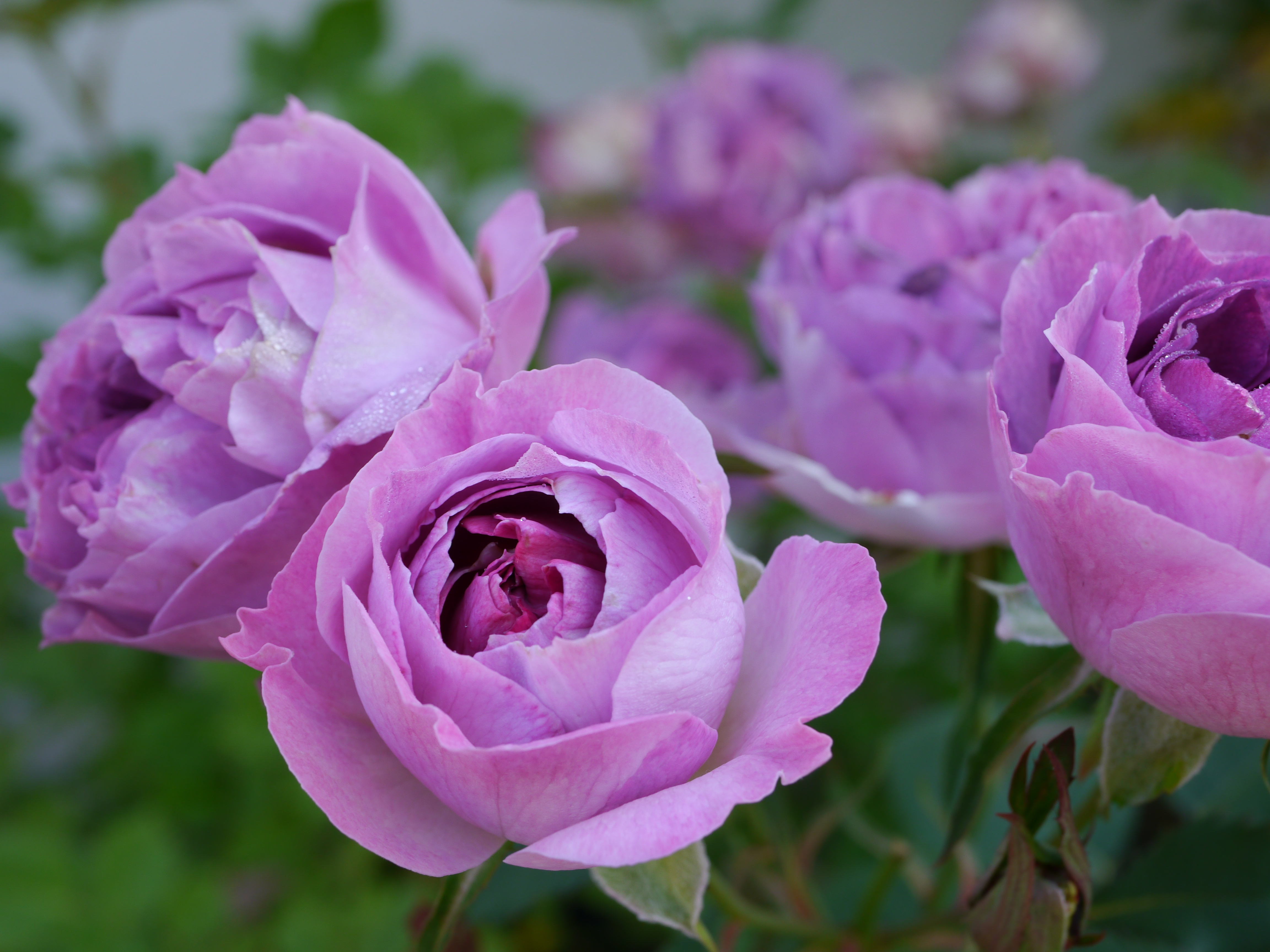 Обои розовые цветы роза маленькие цветы на рабочий стол