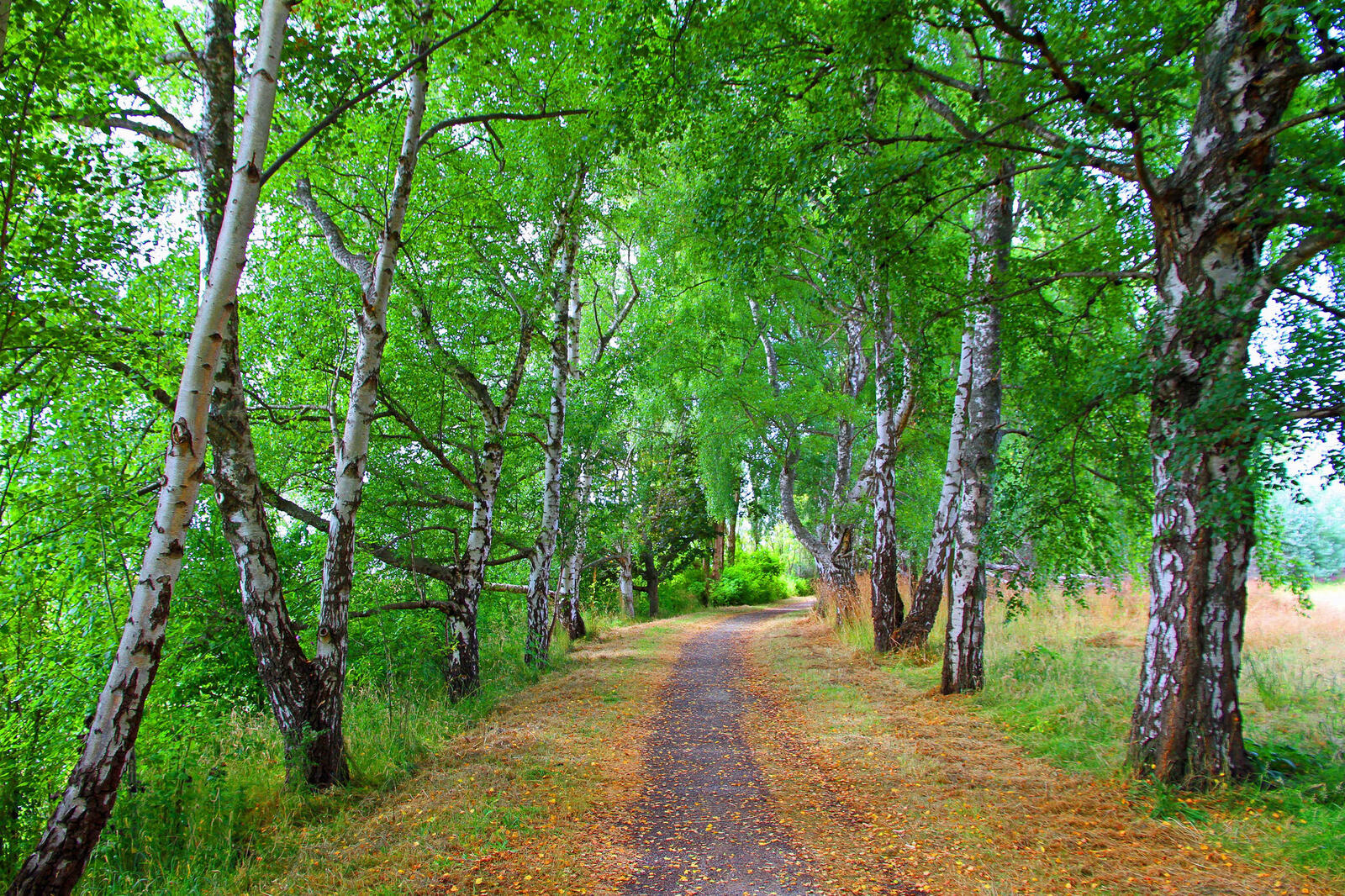 Wallpapers birch alley trees path on the desktop