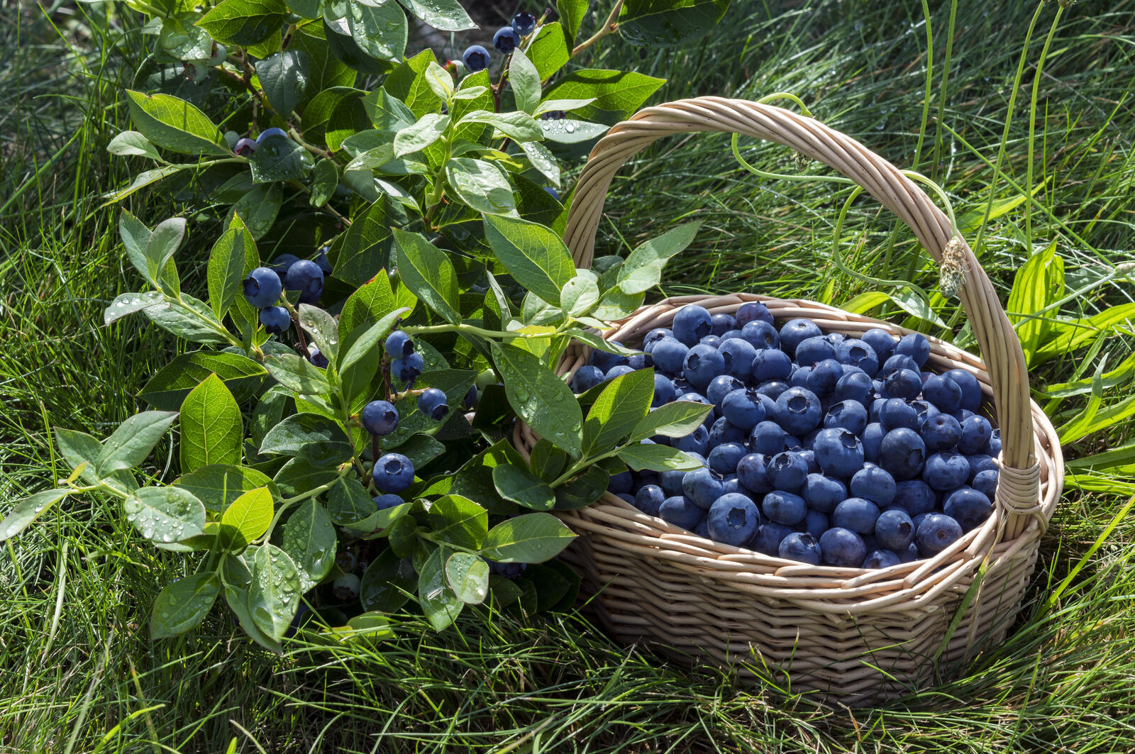 Free photo Basket with blueberries