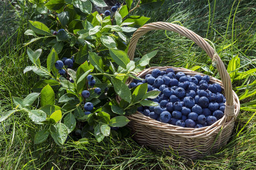 Basket with blueberries