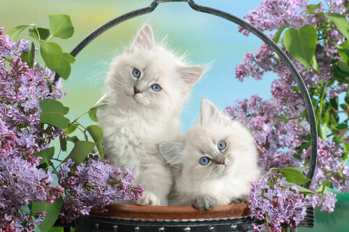 Kittens posing in lilac flowers