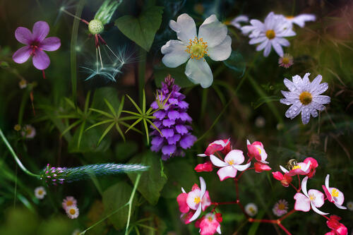 Flowers - plants