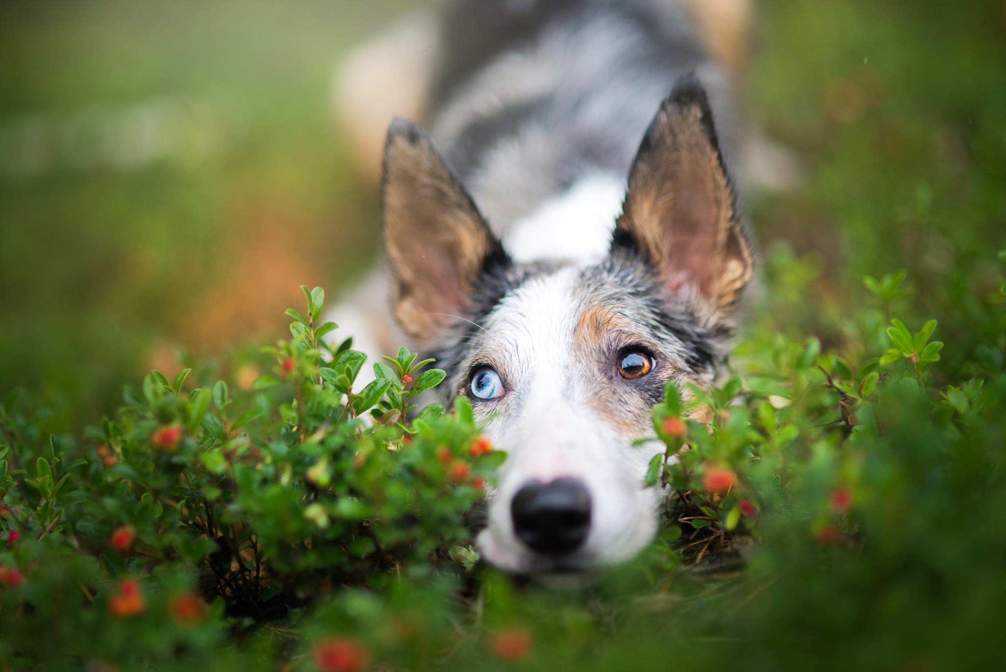 Ушастый пятнистый щенок и клюква · бесплатное фото