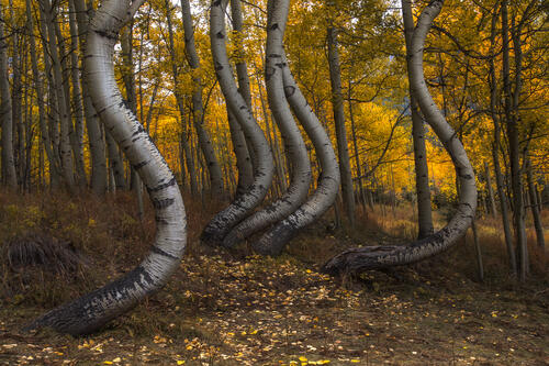 Curved trees Aspen Park