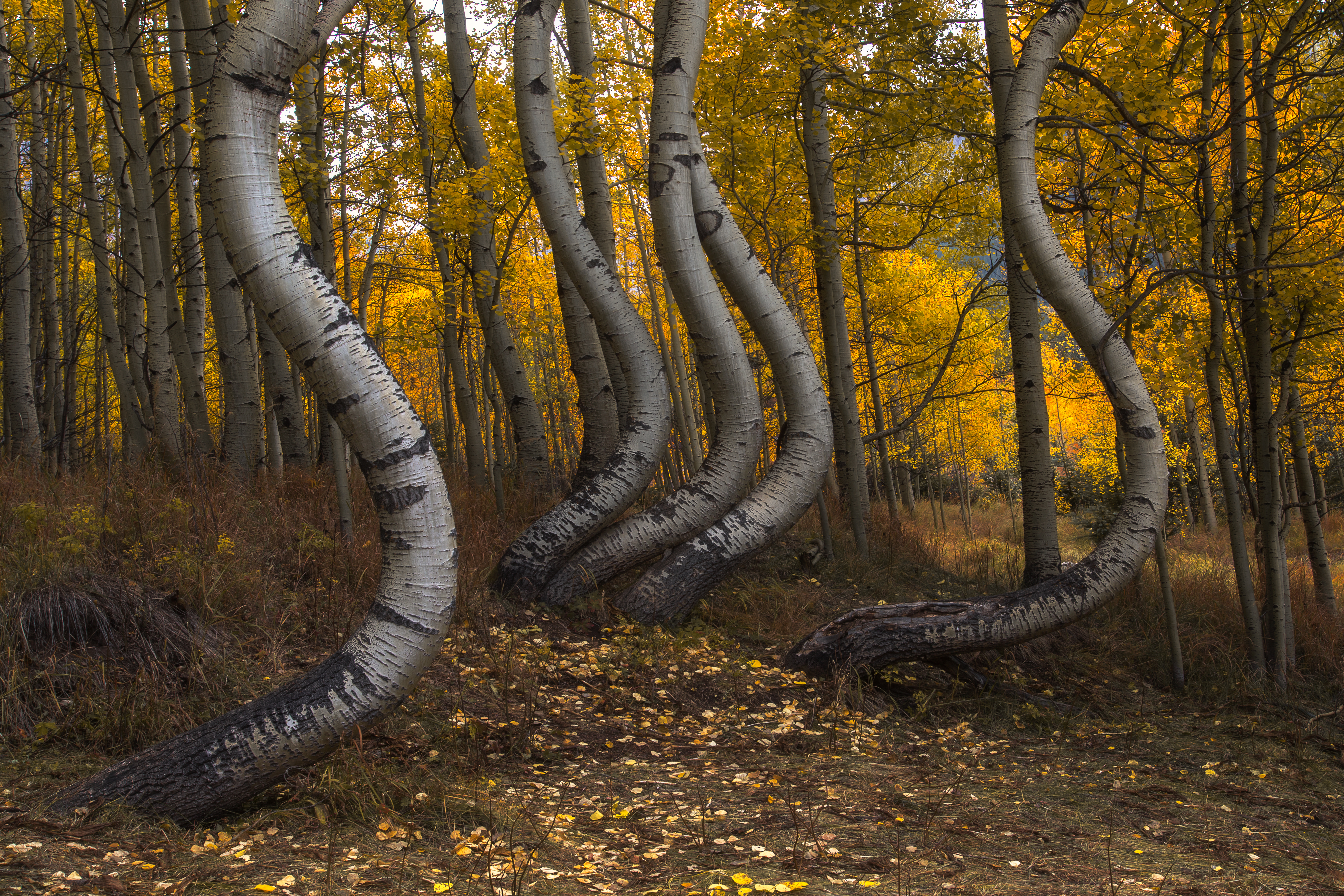 Бесплатное фото Изогнутые деревья парка Аспен