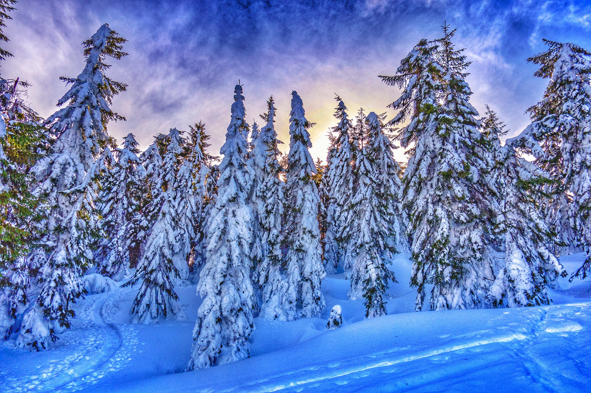 Christmas trees in winter in Austria