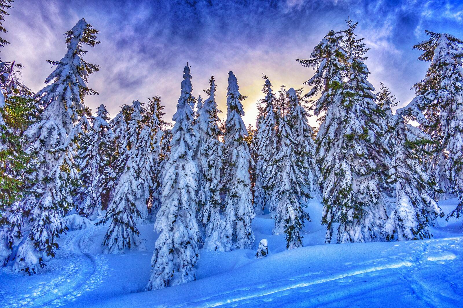 Free photo Christmas trees in winter in Austria