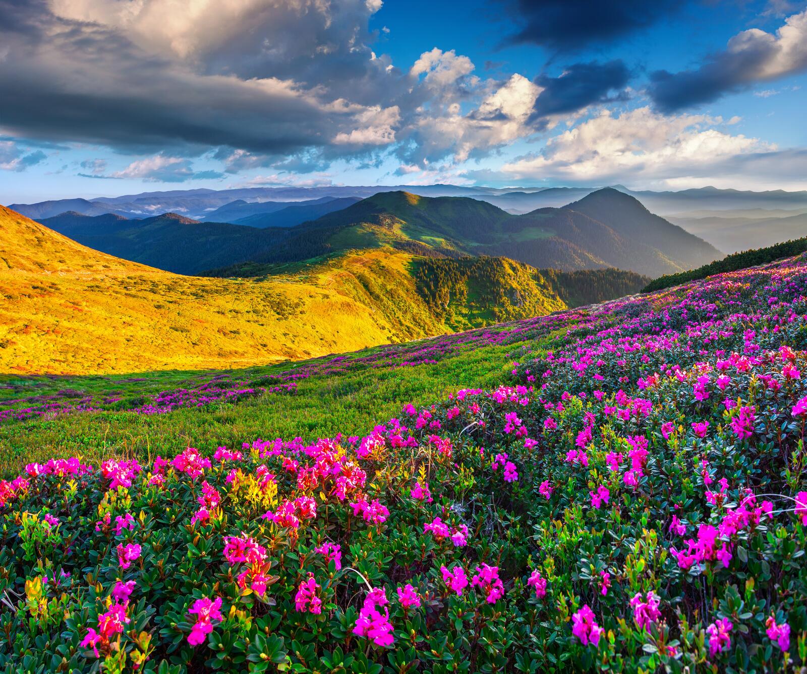 Бесплатное фото Розовые рододендроны в горах