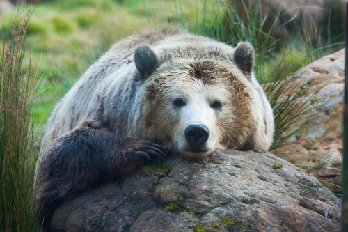 Grizzly bear resting on rock