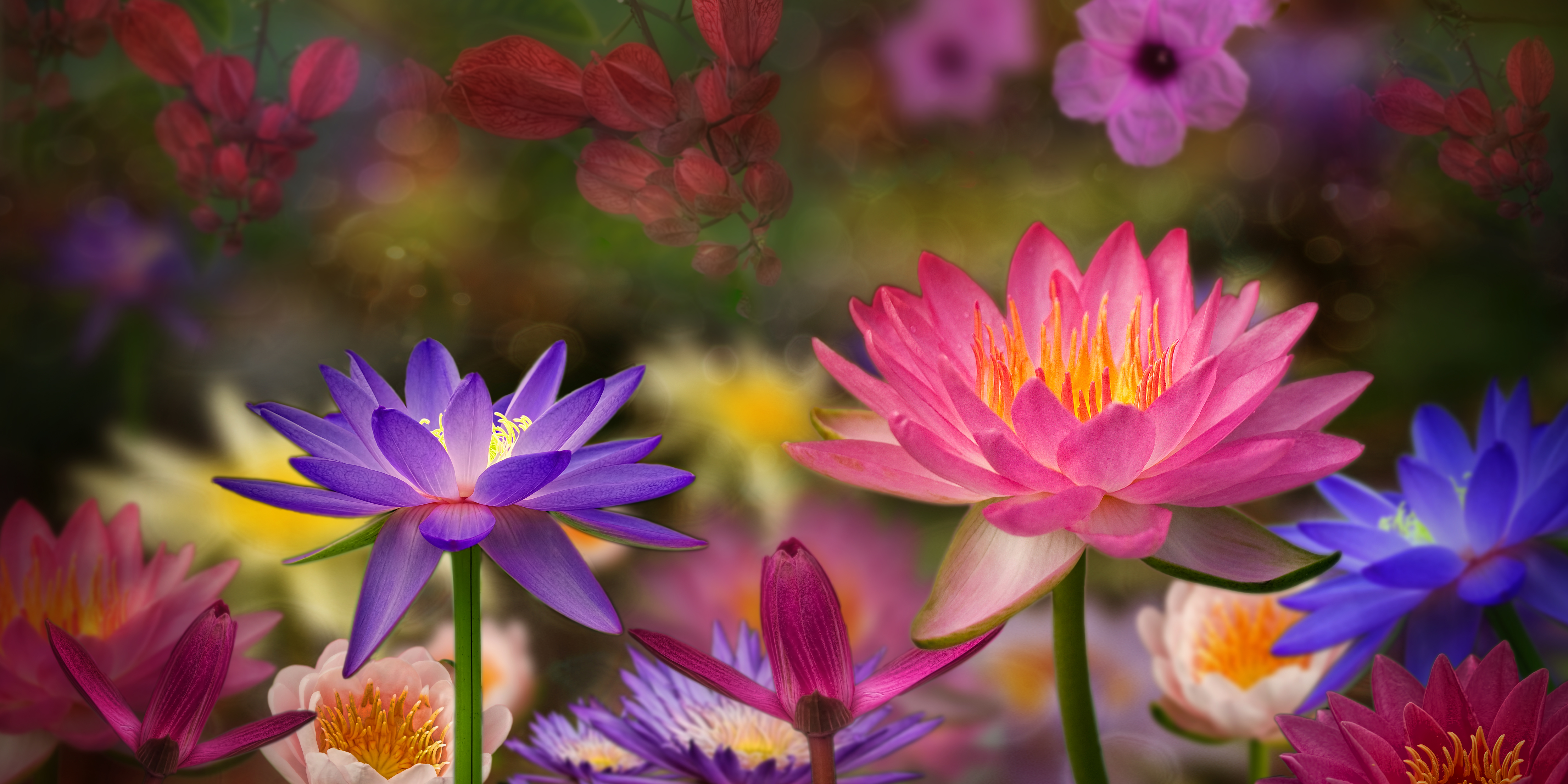 Фото бесплатно флора, цветочная композиция, панорама