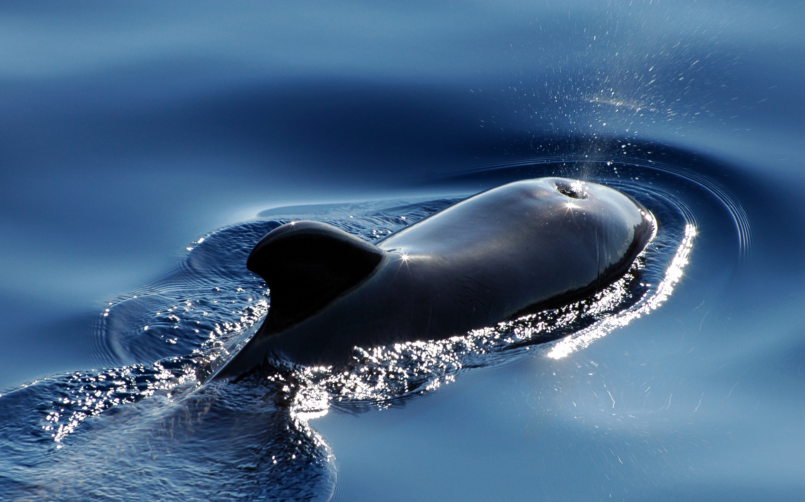 Фото бесплатно кит, океан, спина