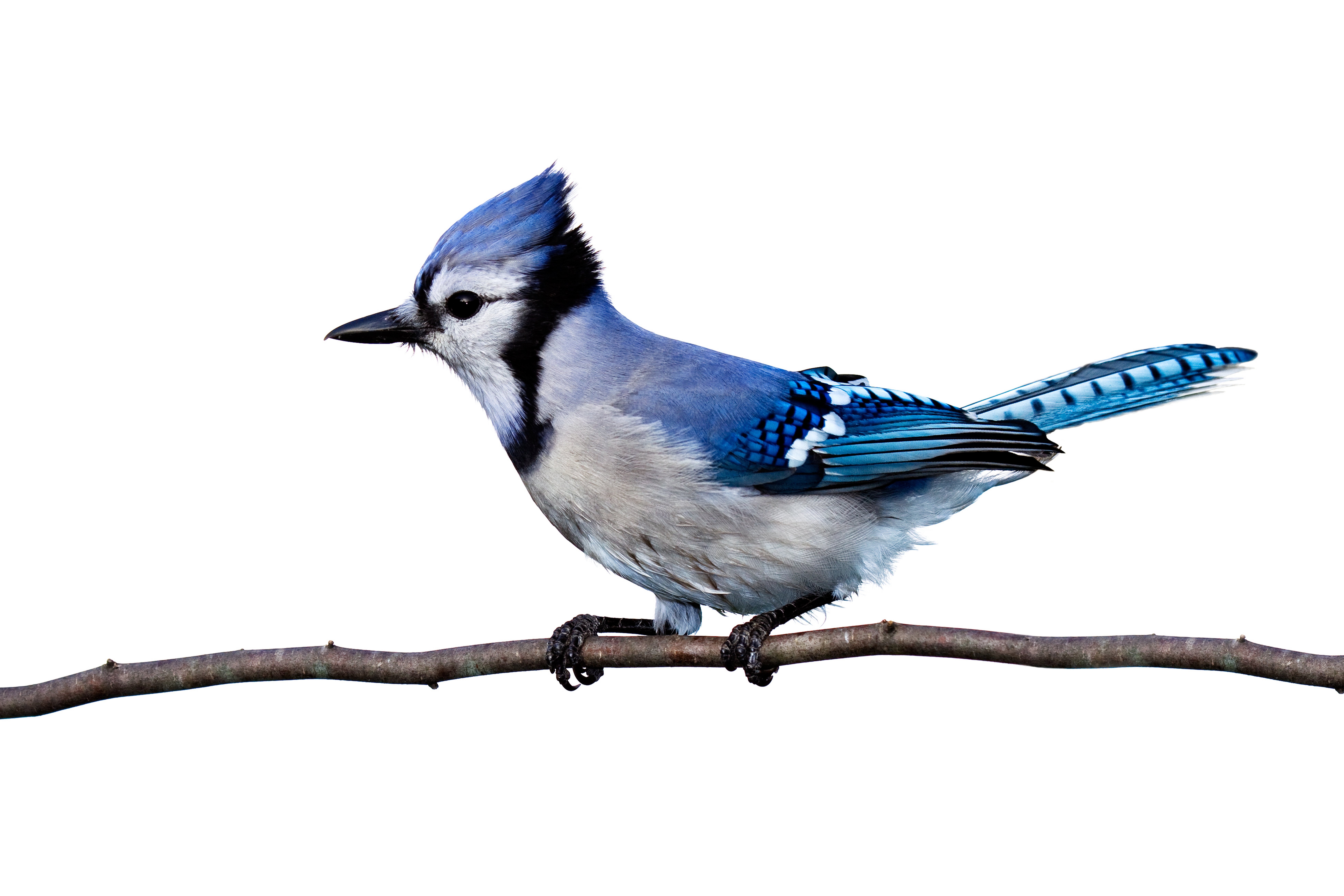 Blue Bird with Unusual Crest - wide 8