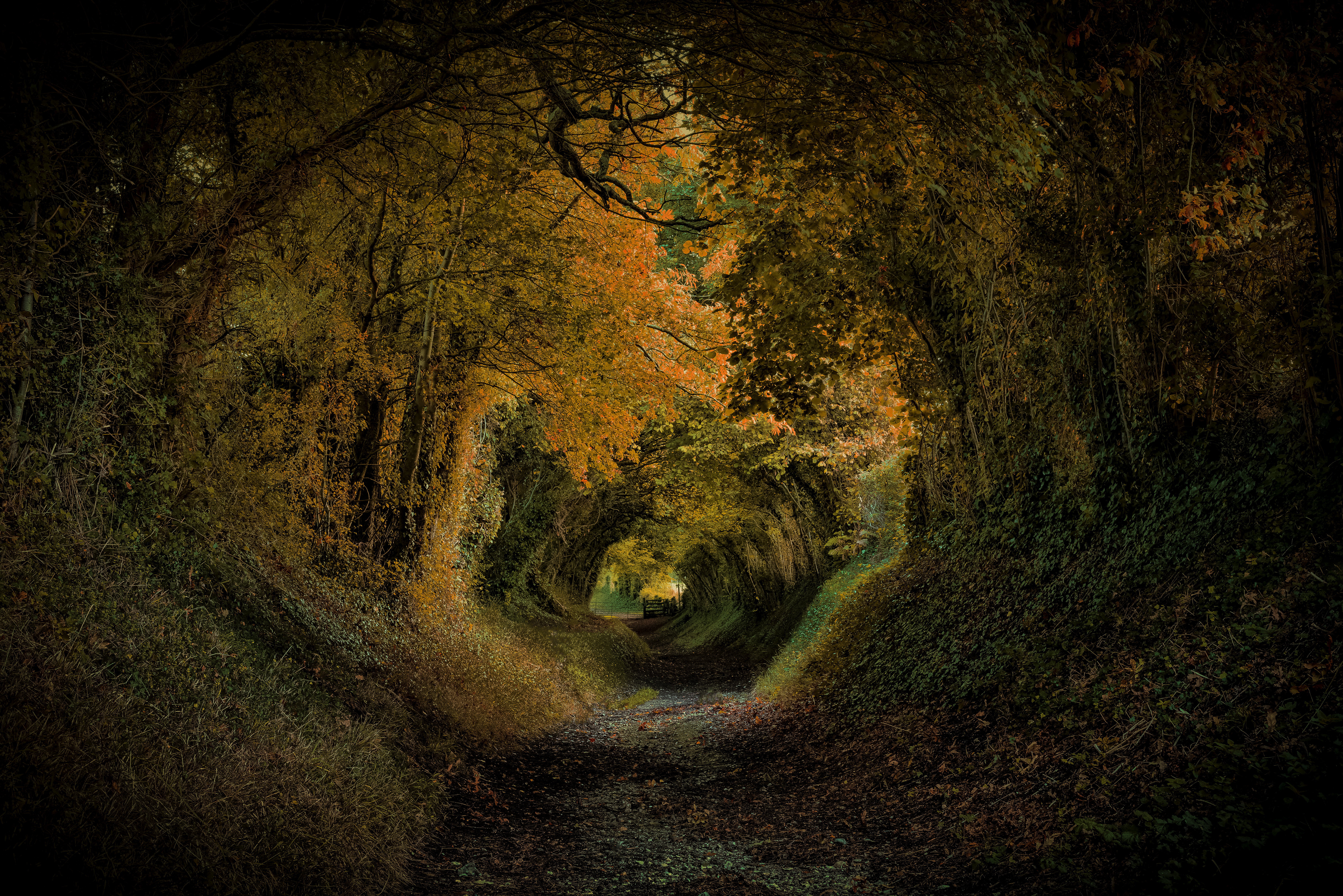 Wallpapers road forest tunnel on the desktop