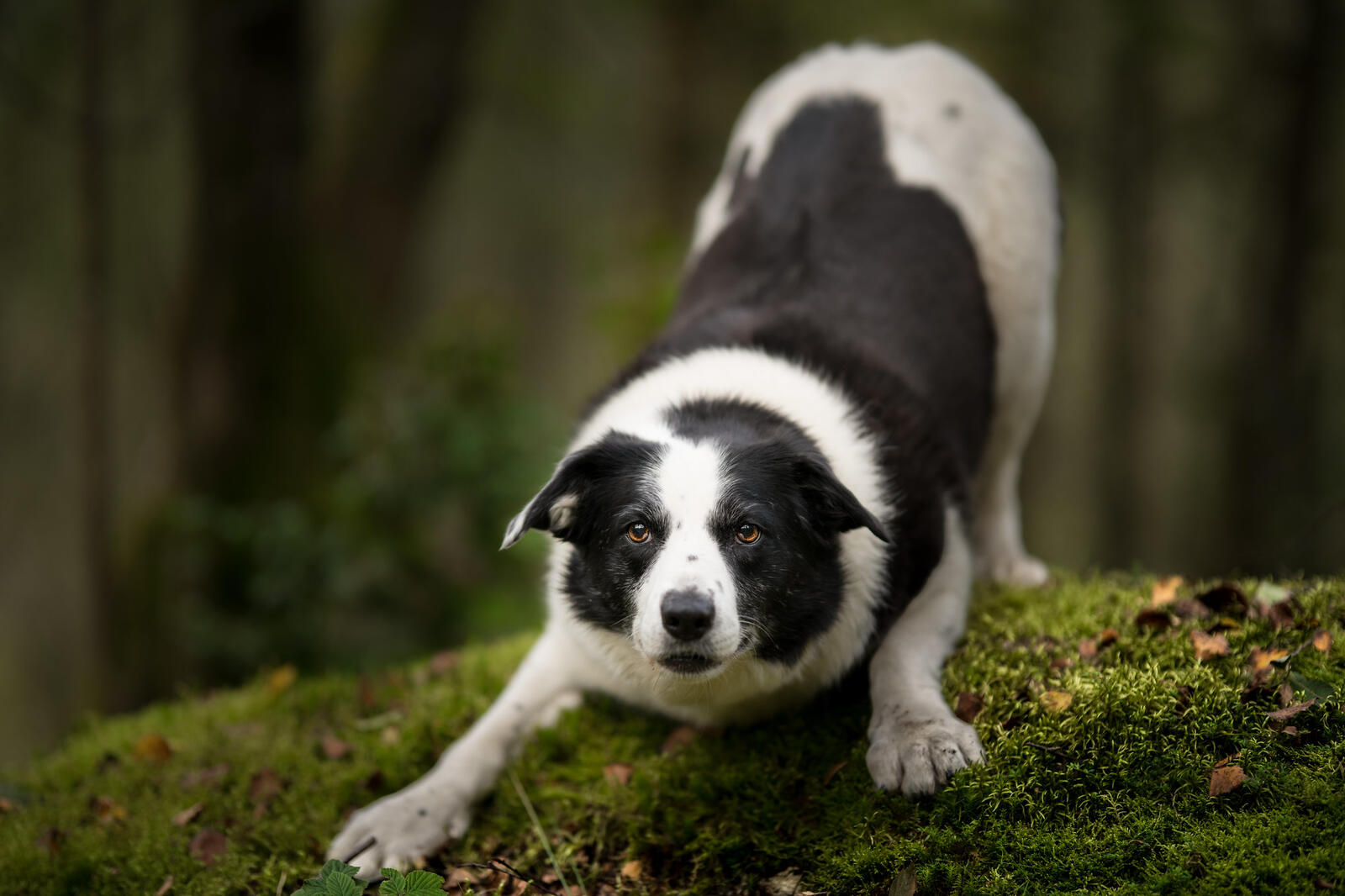 Wallpapers photograph pose border collie on the desktop