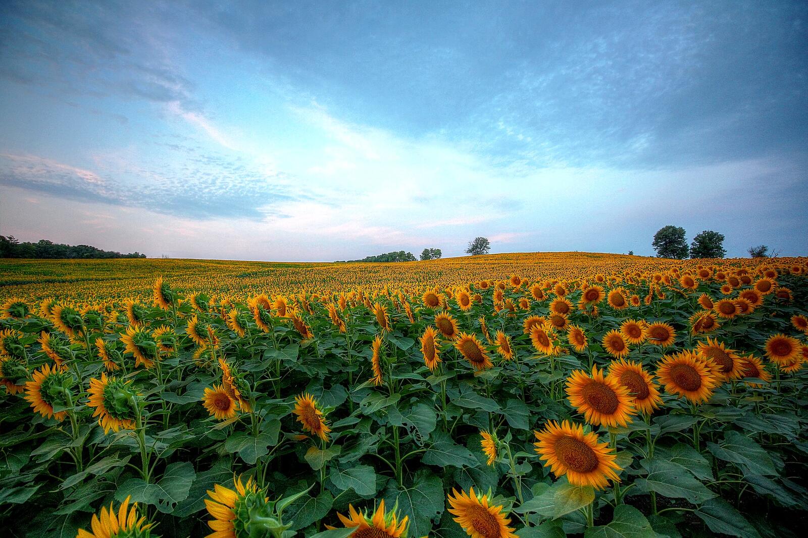 Wallpapers clouds sunflowers sky on the desktop